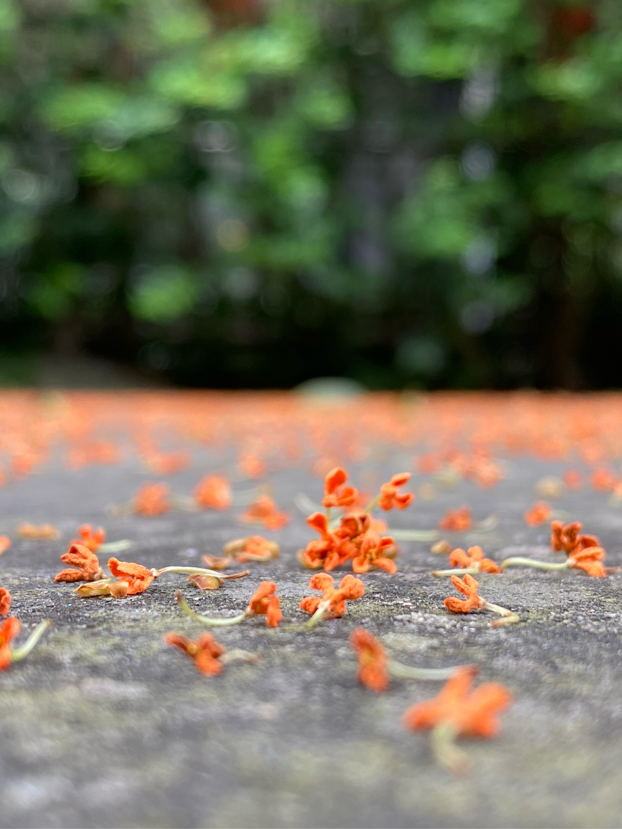 桂花落满地图片