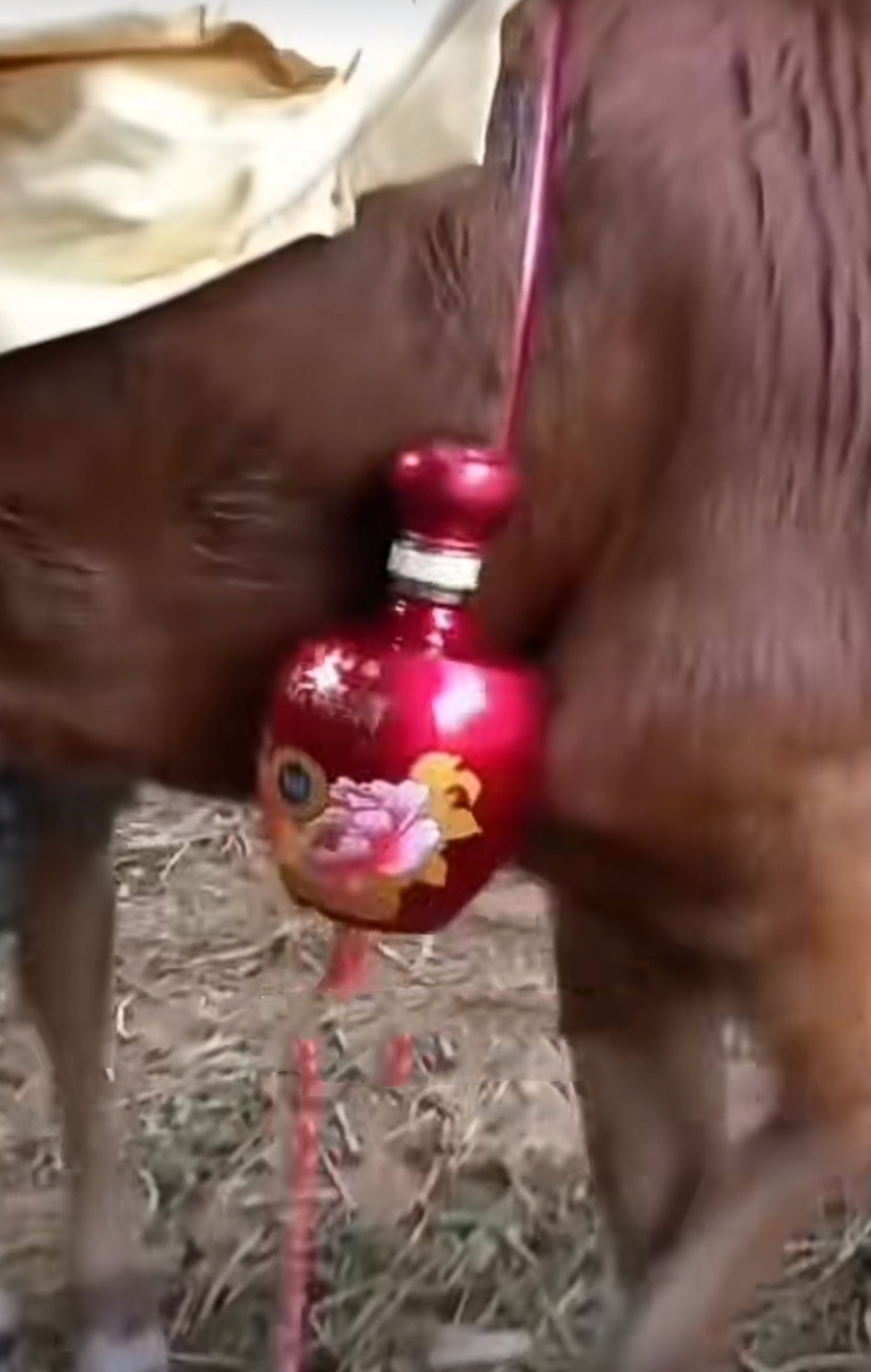 "牛回应:"能被你依靠,这才叫牛逼,我会一直陪伴你!"#热点引擎计划