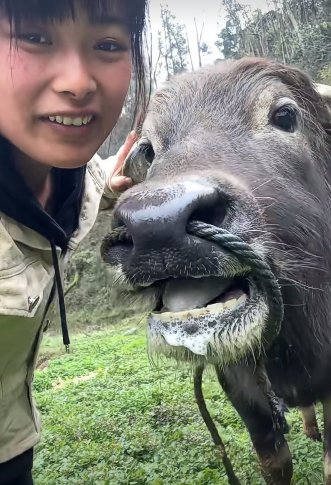 他们精心照料着每一头牛,眼中满是关爱与温柔