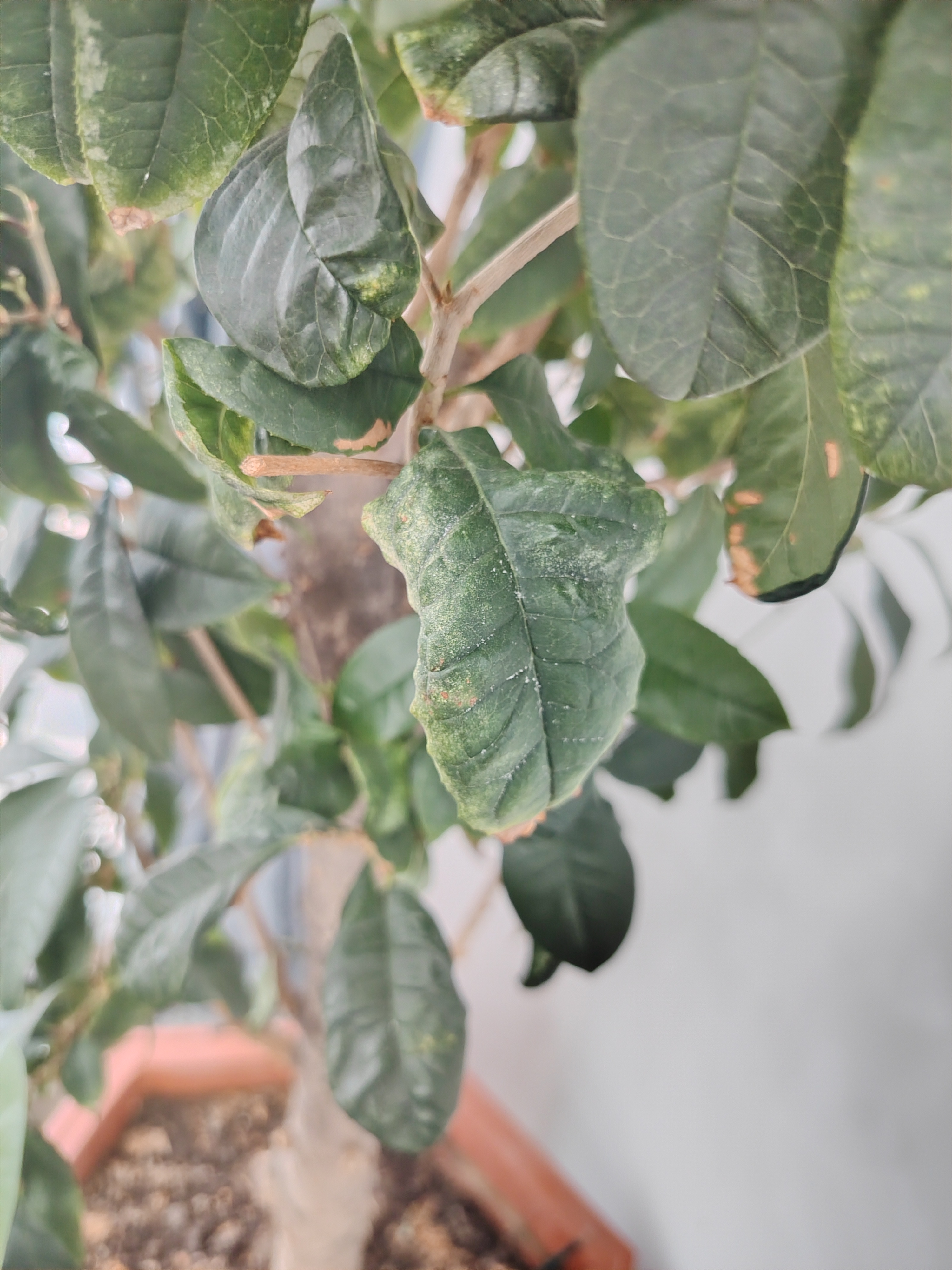 桂花的叶子什么原因变成这样了#养花种菜小分队