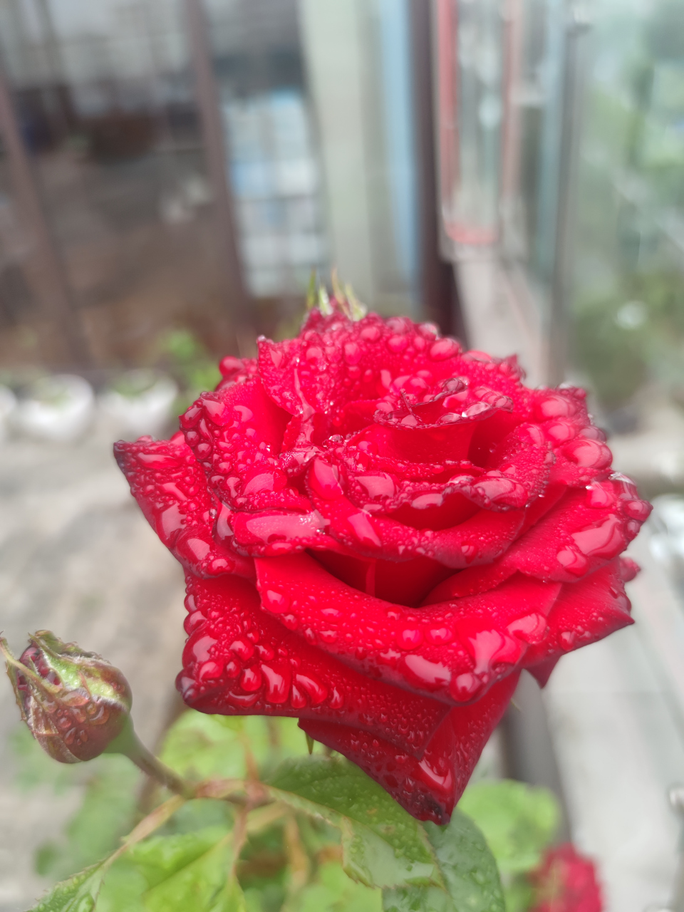 在路边看到一束玫瑰花,心里充满了感动和欣喜.