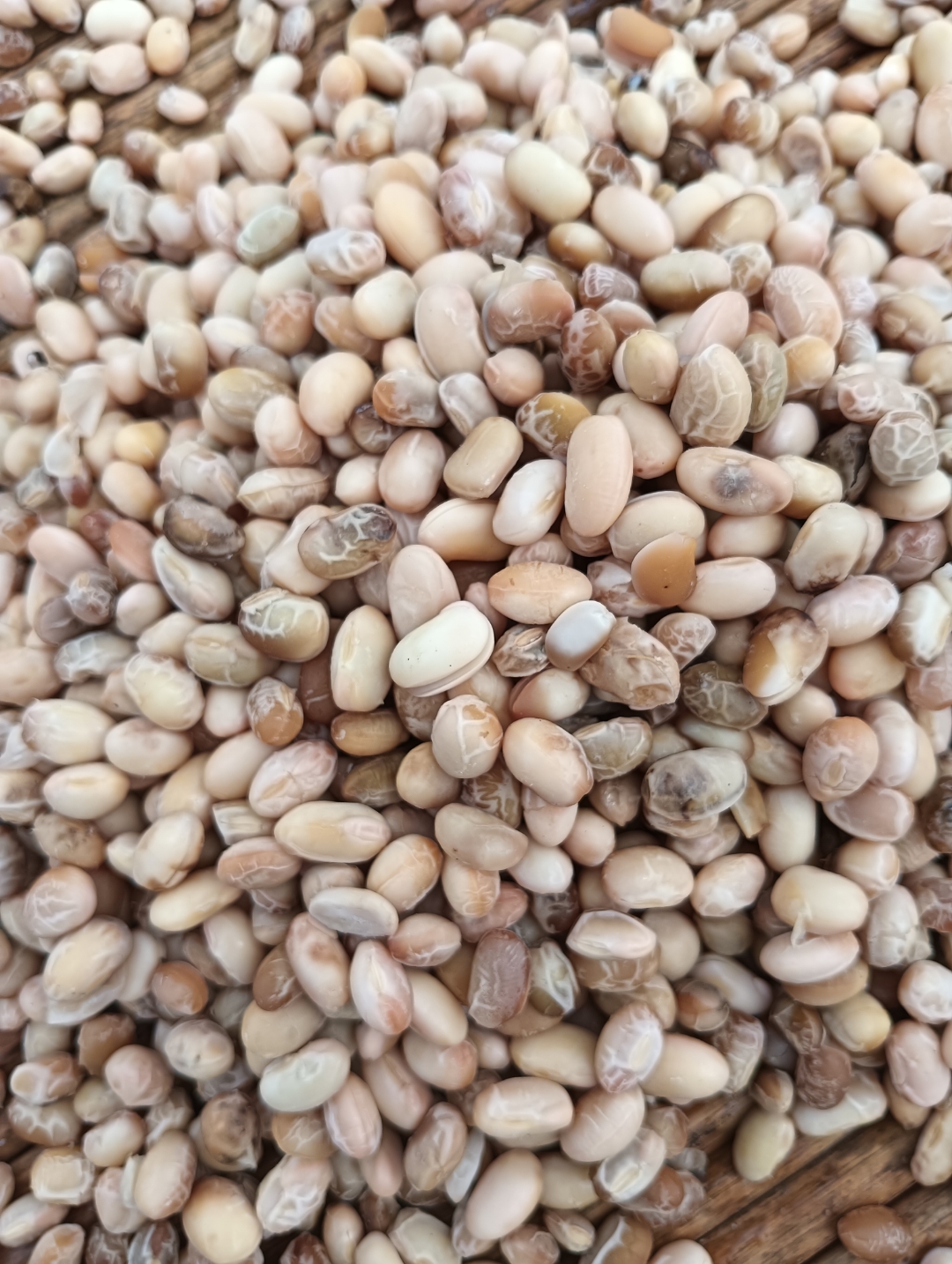 咸豆充分发酵等晾干! 有机会来品尝吧![摊手]