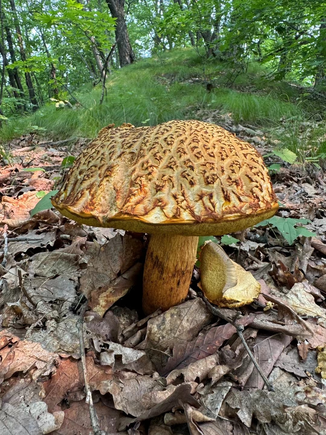 刚从山上下来,就陡然发现一棵大菌子!这是什么神仙运气啊!