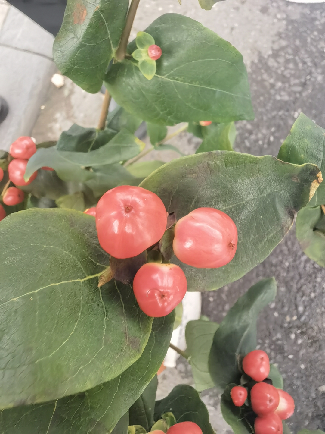 七夕节的时候,在花摊竟然看到一束挂满粉红色果实的植物,那些果实还晶