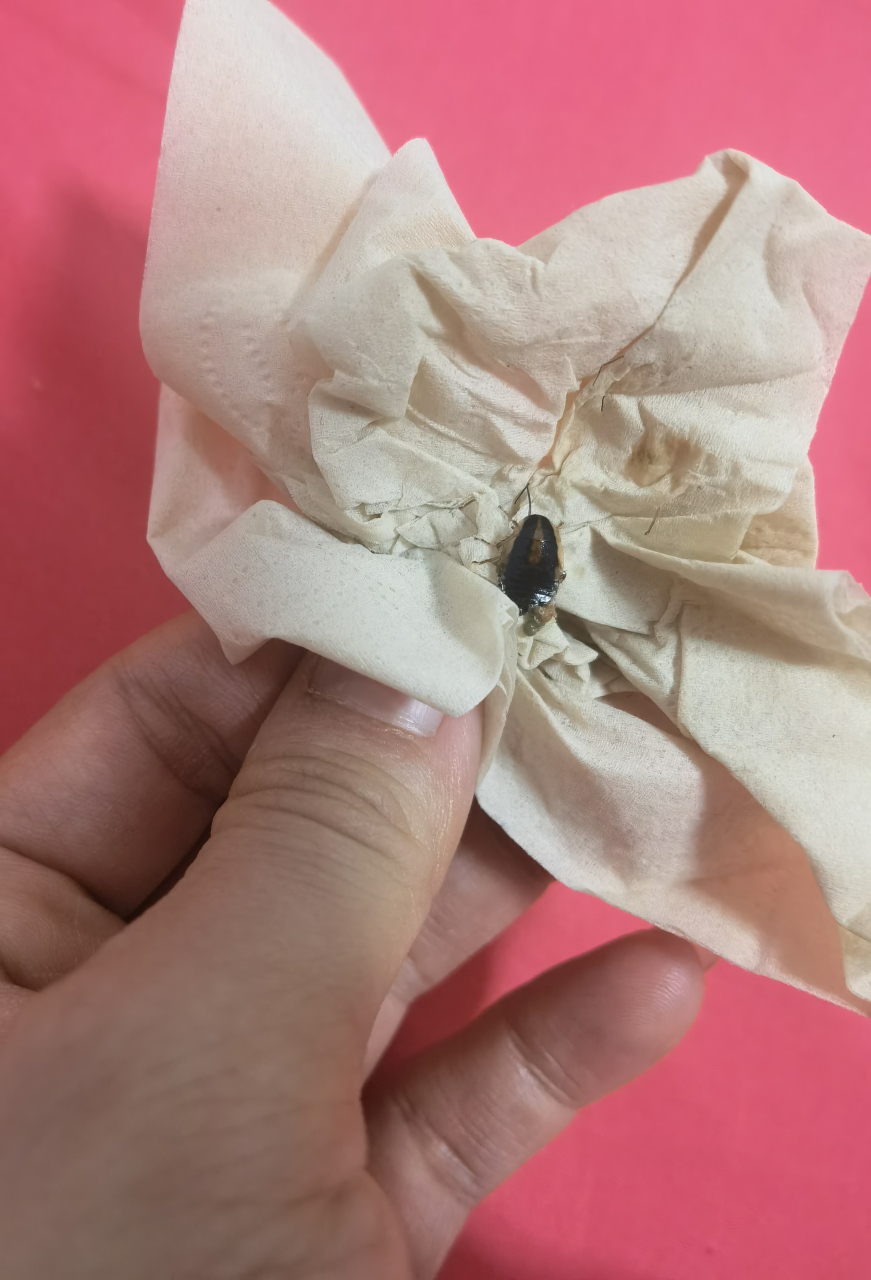 这种虫子有认识的朋友吗,和蜱虫很像,但好像不是蜱虫,不知道有没有毒