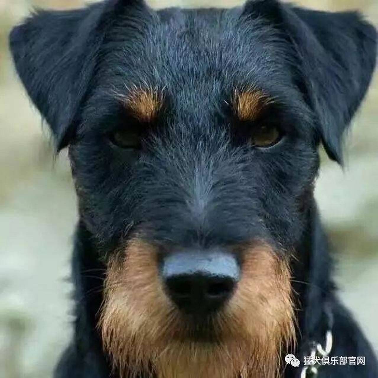 德国猎梗犬,小型猎犬,产于德国.是用猎狐梗杂交培育,高仅40厘米,此犬