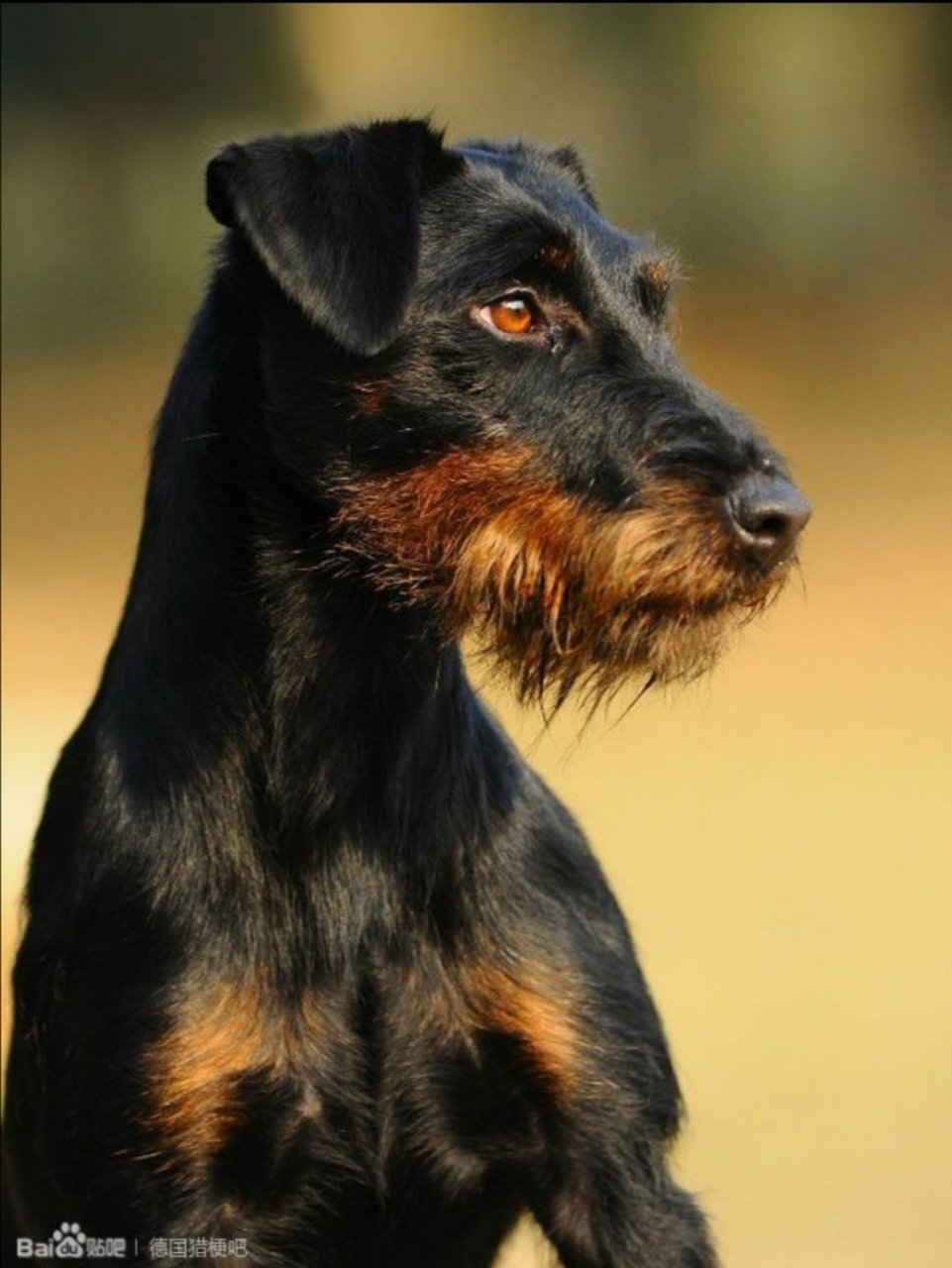 德国猎梗,一种小型猎犬.