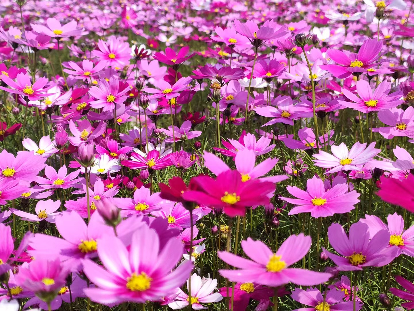 广东格桑花花期图片