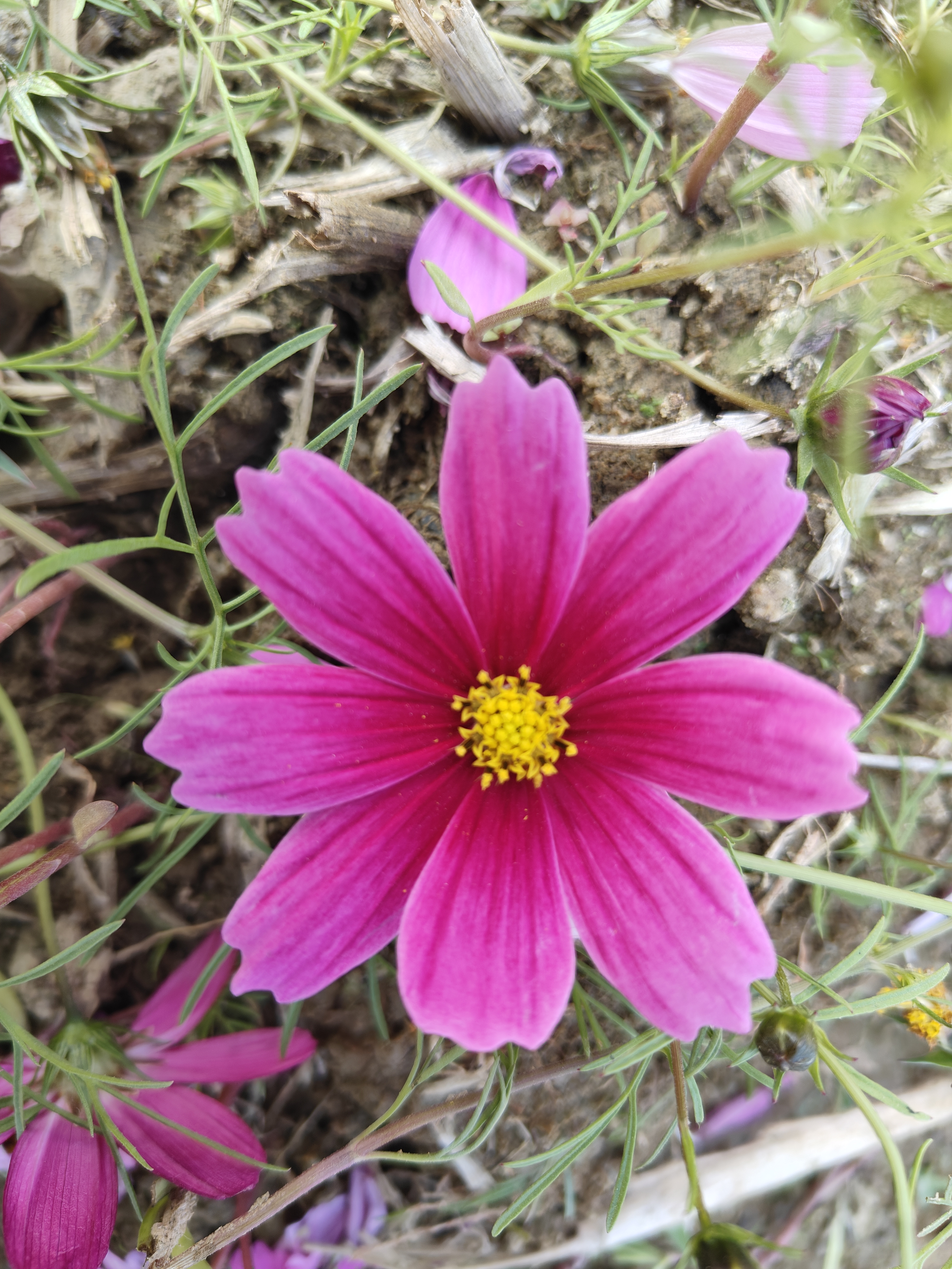 广东格桑花花期图片