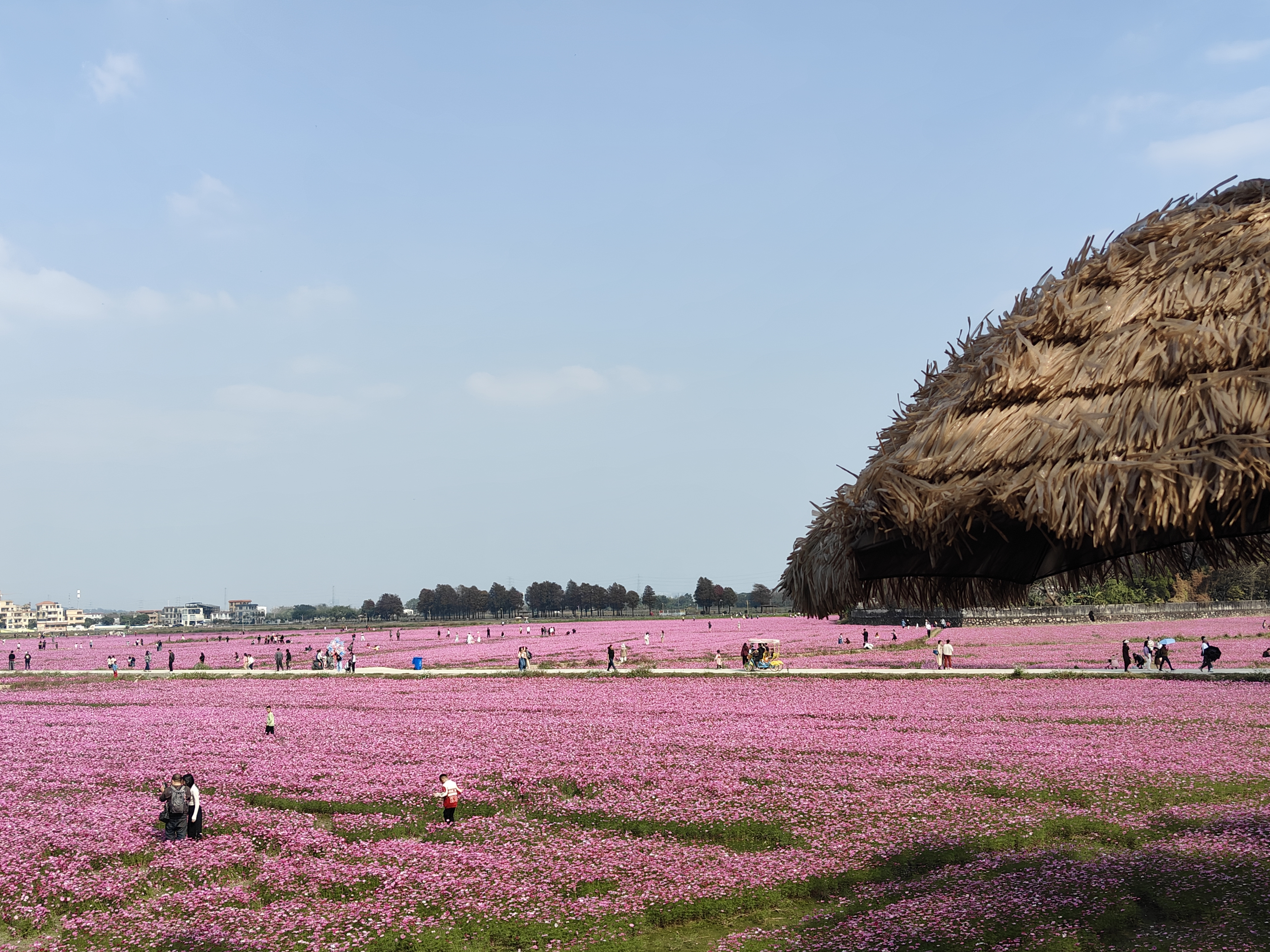 广东格桑花花期图片