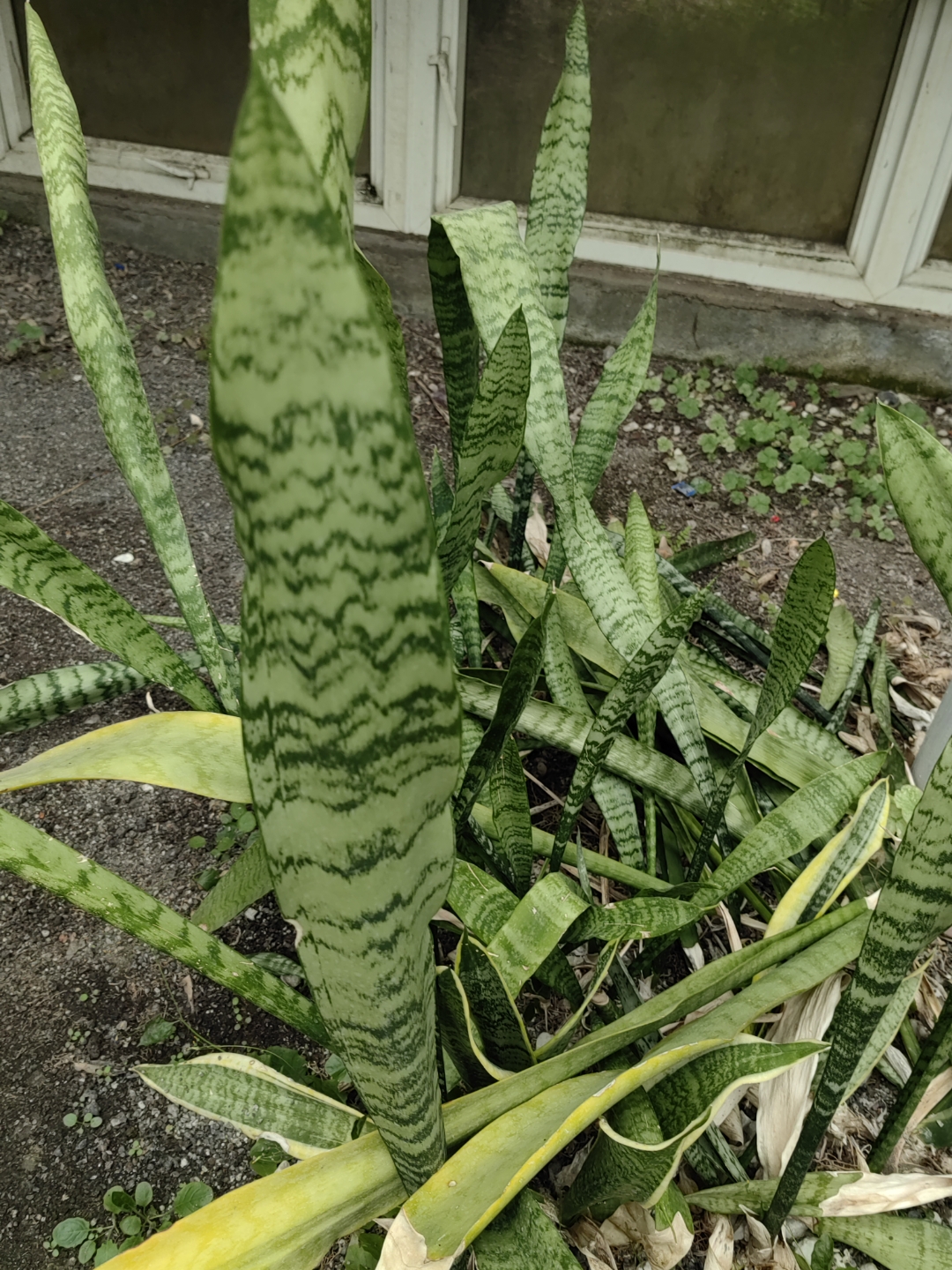 虎尾兰(sansevieria trifasciata prain)天门冬科虎尾兰属草本植物