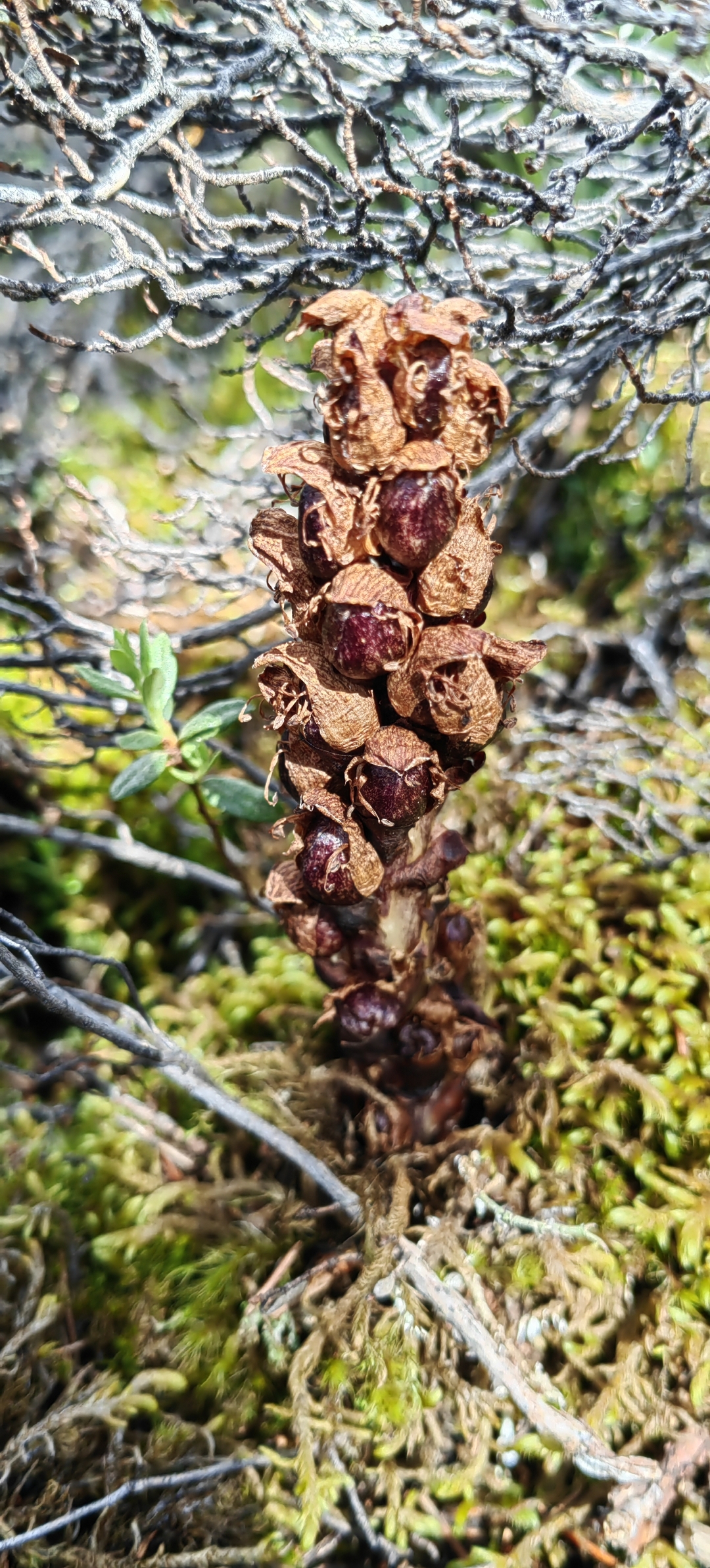 铁棒锤是毛茛科,乌头属多年生草本植物