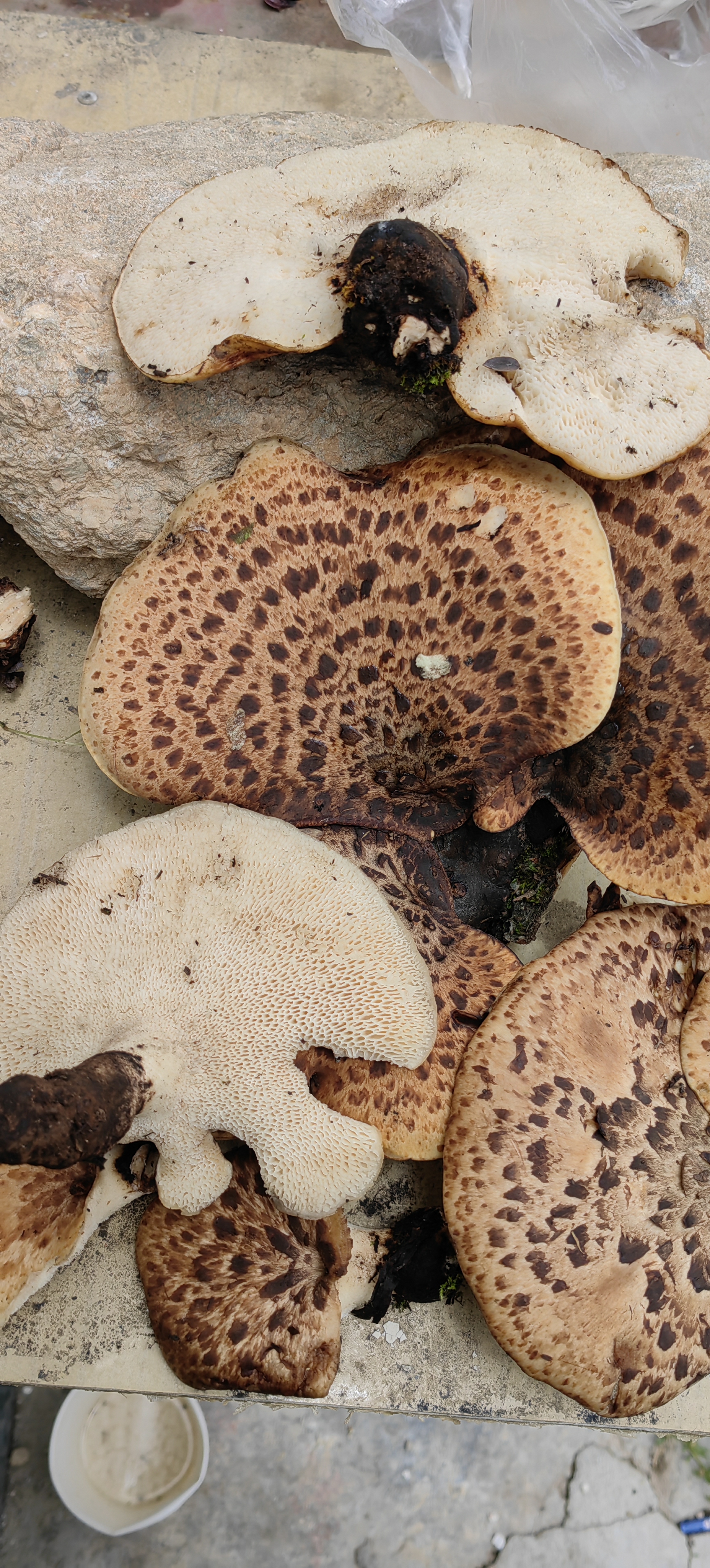 宽鳞大孔菌,又名宽鳞多孔菌,表面像虎掌菌的样子,纹路较浅,气味和虎掌