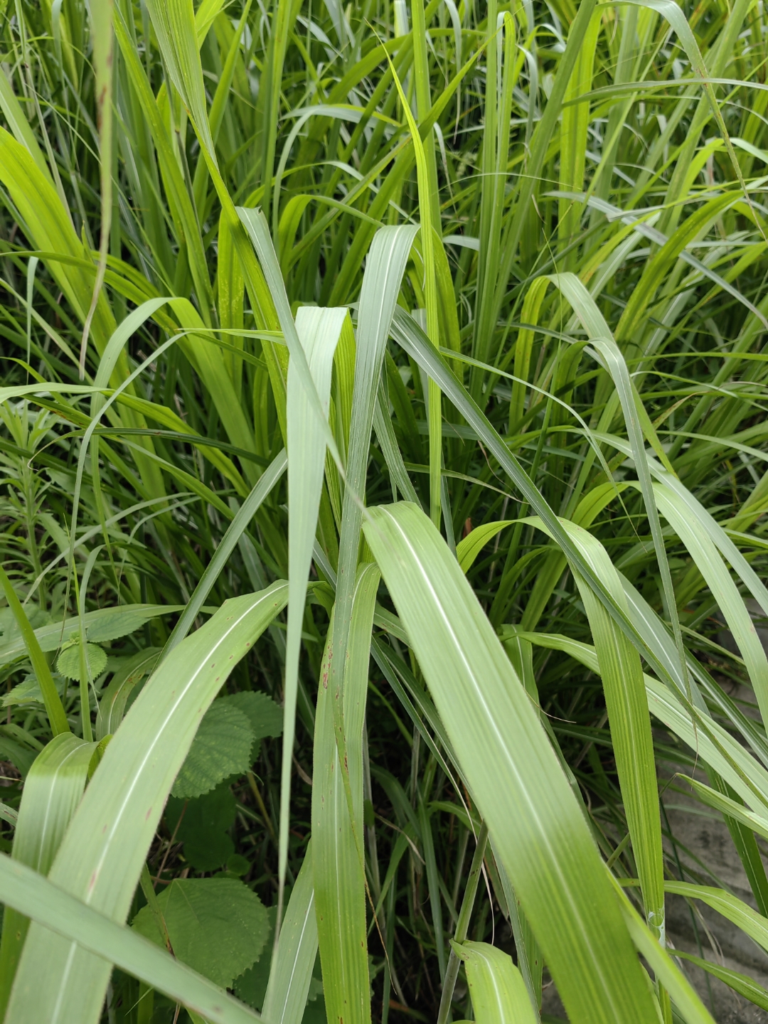 拉丁学名·miscanthus禾本目禾本科植物芒草,是禾木