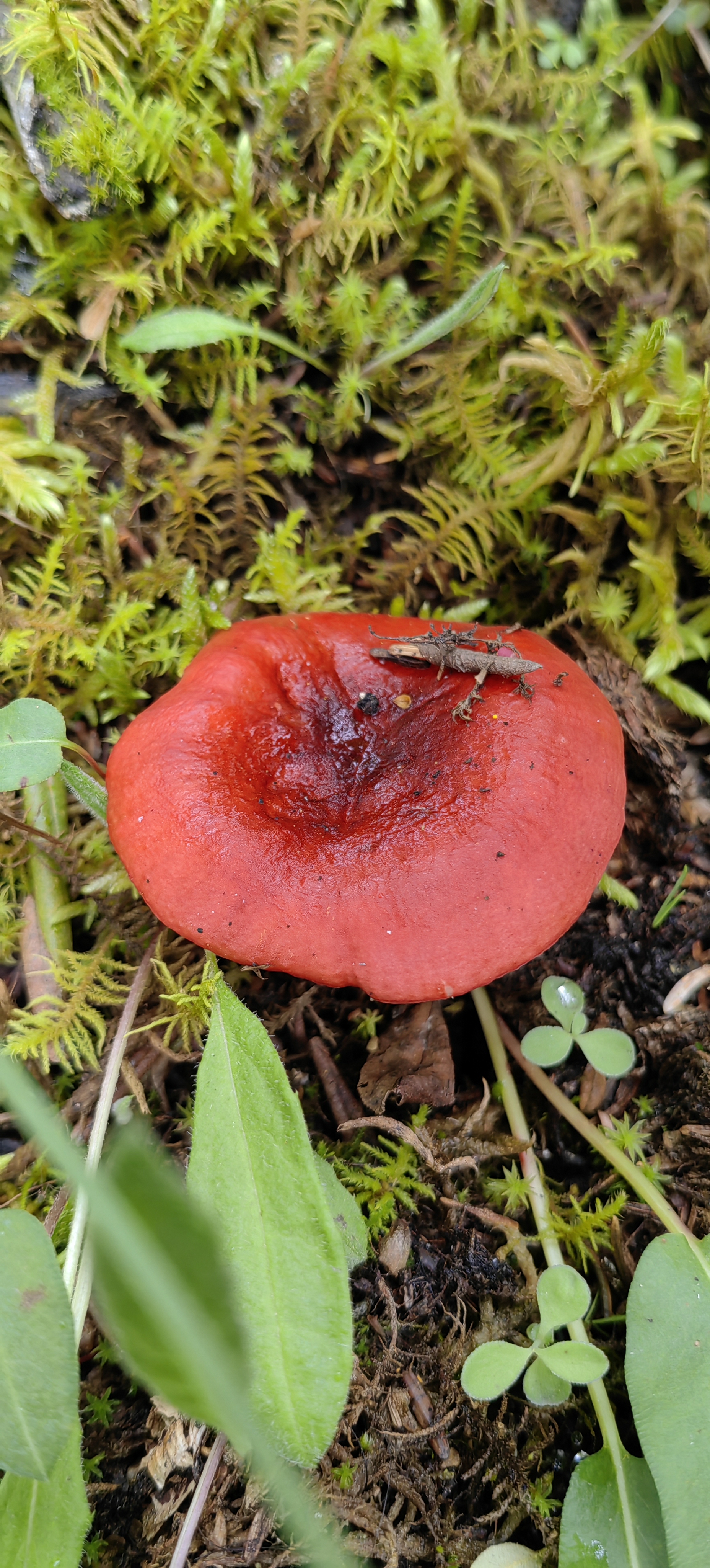 食用真菌图片