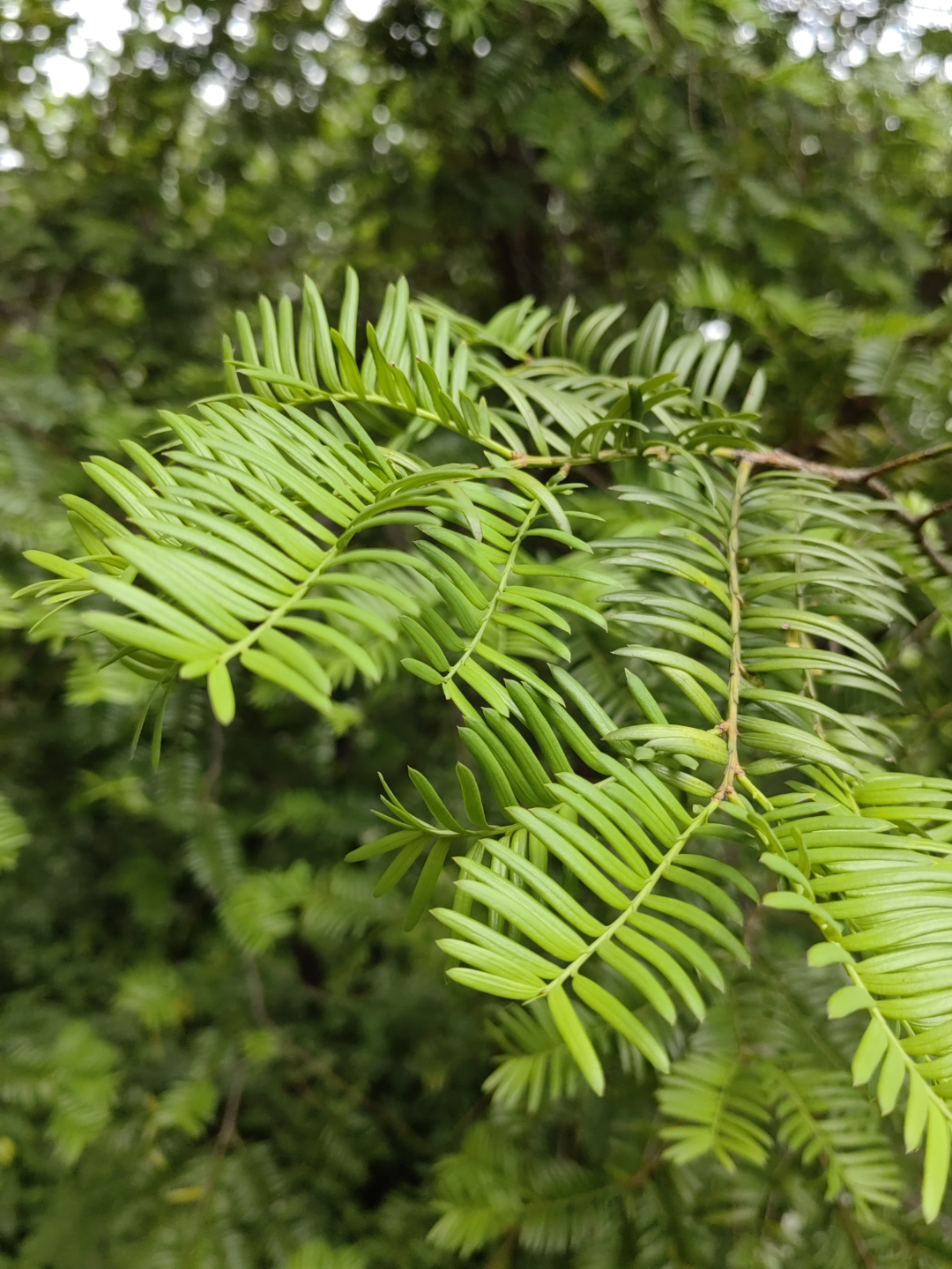 florin)红豆杉科红豆杉属常绿乔木或灌木,植挚缮