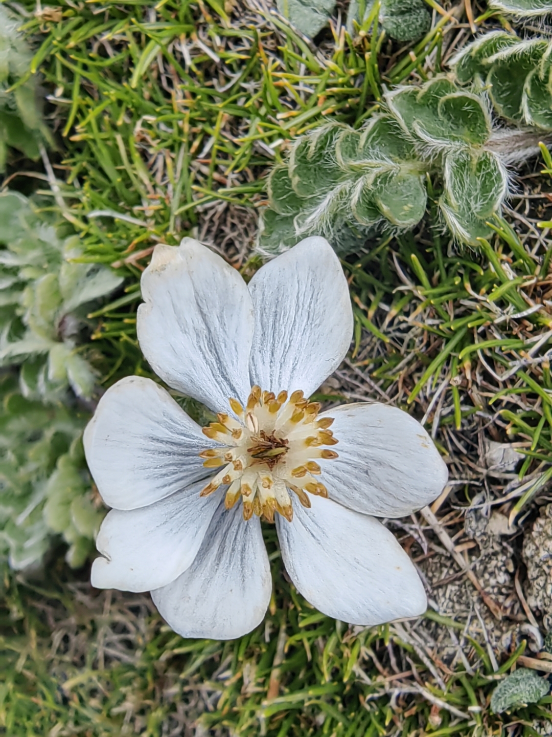 叠裂银莲花(anemone imbricata maxim.)毛茛科银莲花属植物