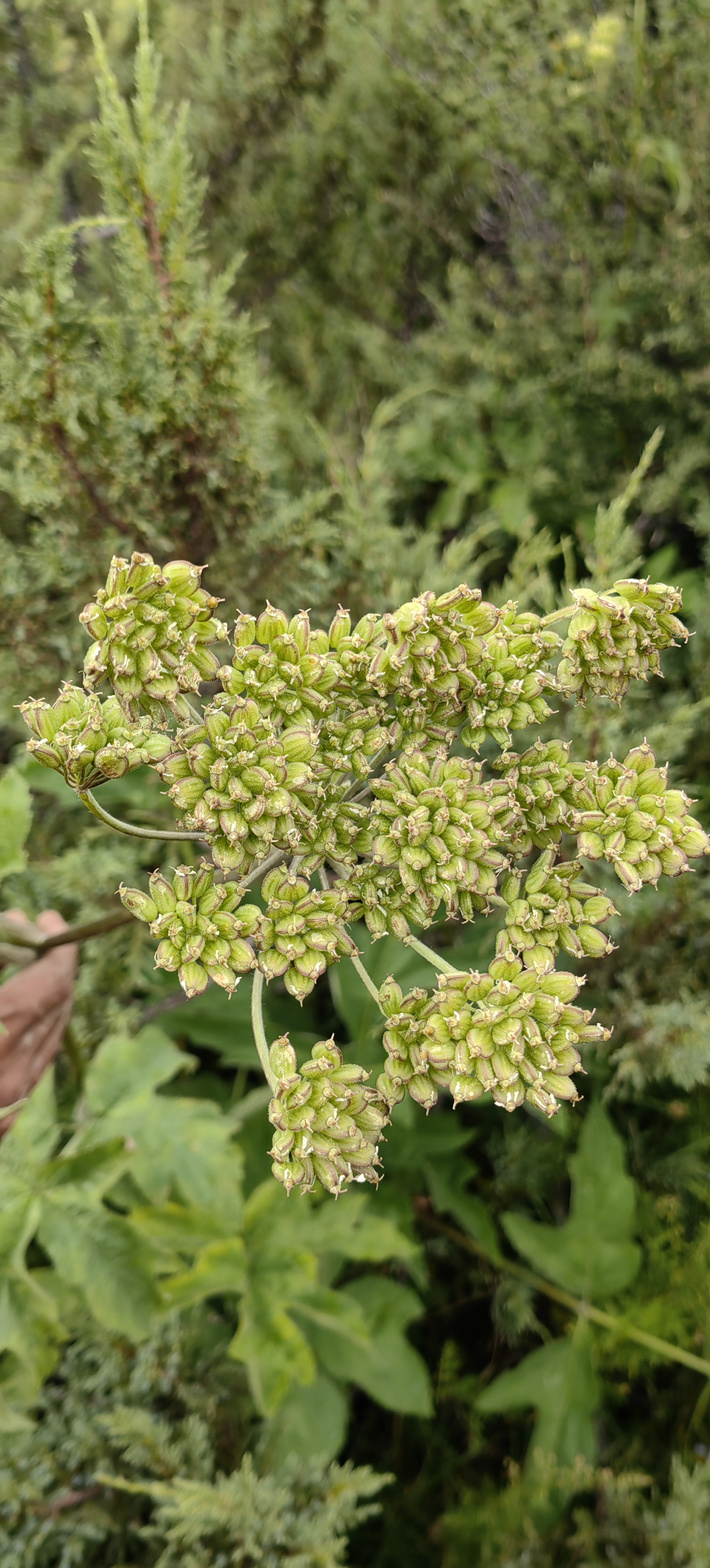 双子叶植物纲