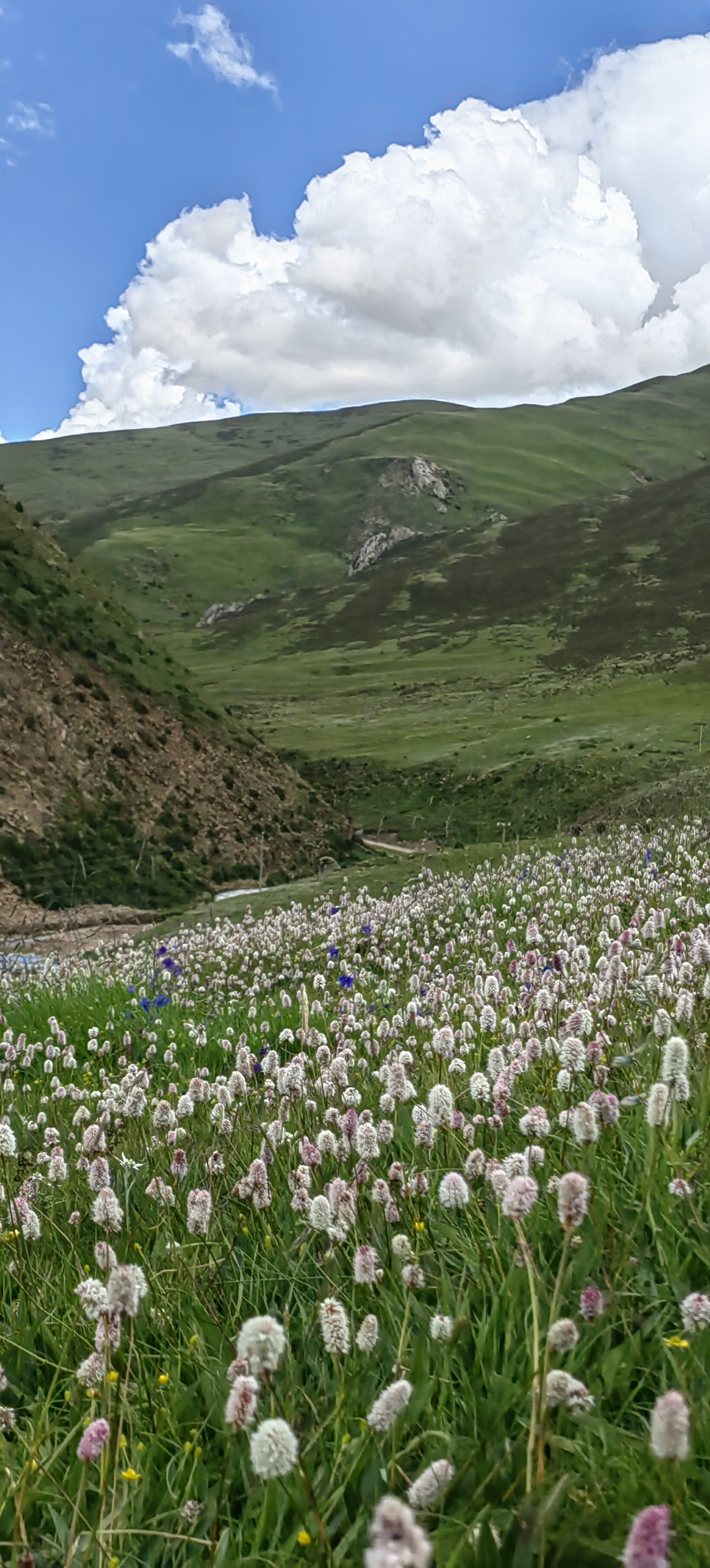 蓼花读音图片