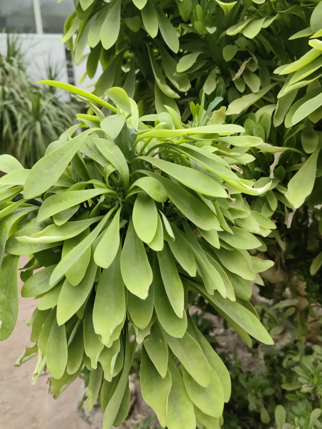 大戟科大戟属的肉质灌木状小乔木.又叫五楞金刚,霸王鞭