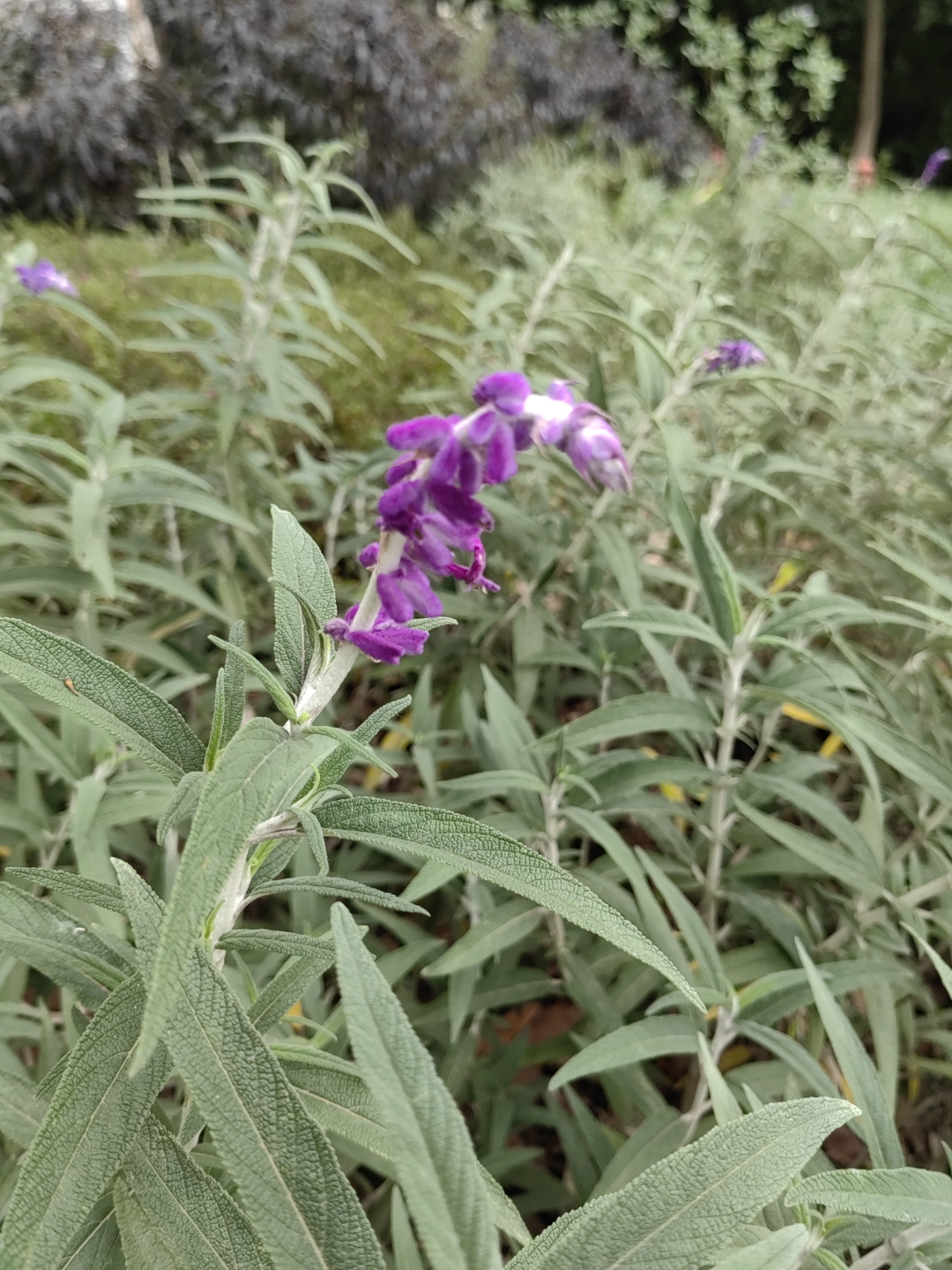 植株较为高大茎四棱形叶对生