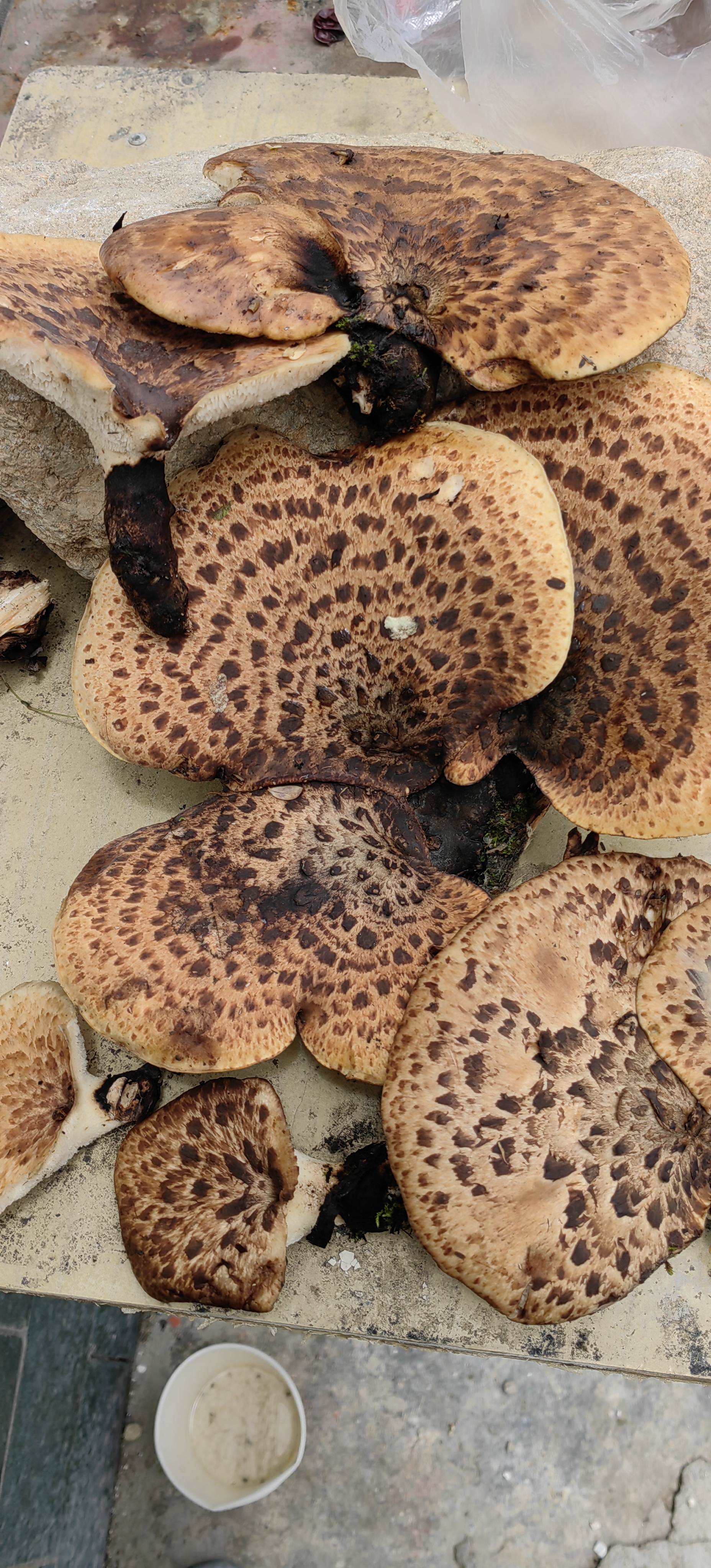 宽鳞大孔菌,又名宽鳞多孔菌,表面像虎掌菌的样子,纹路较浅,气味和虎掌