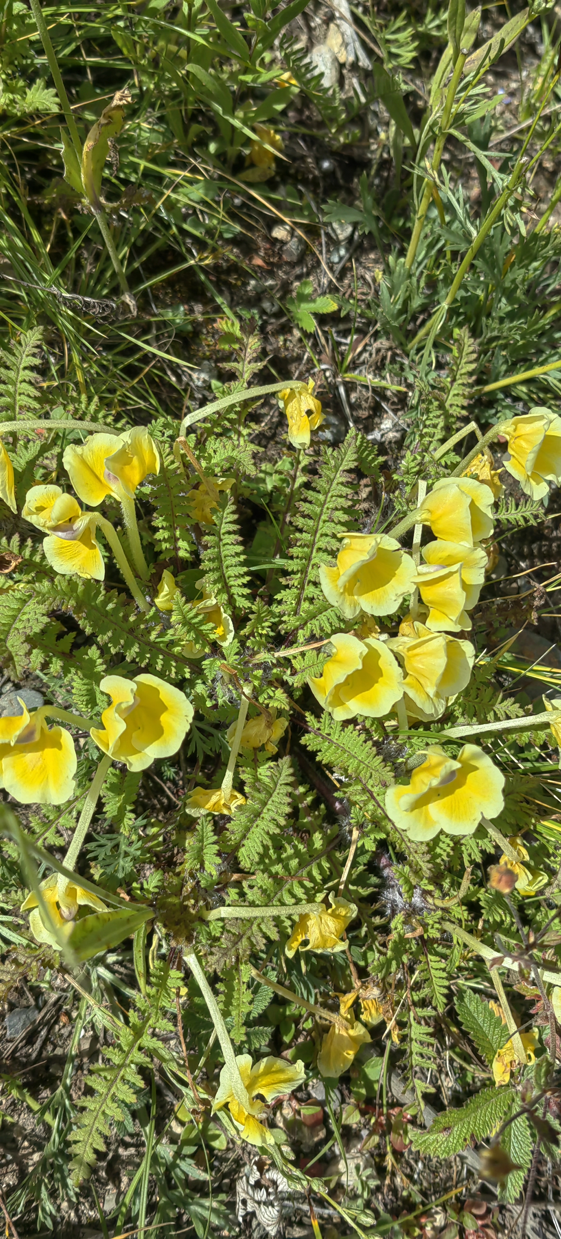 中国马先蒿,列当科马先蒿属植物,是我国的特有品种.