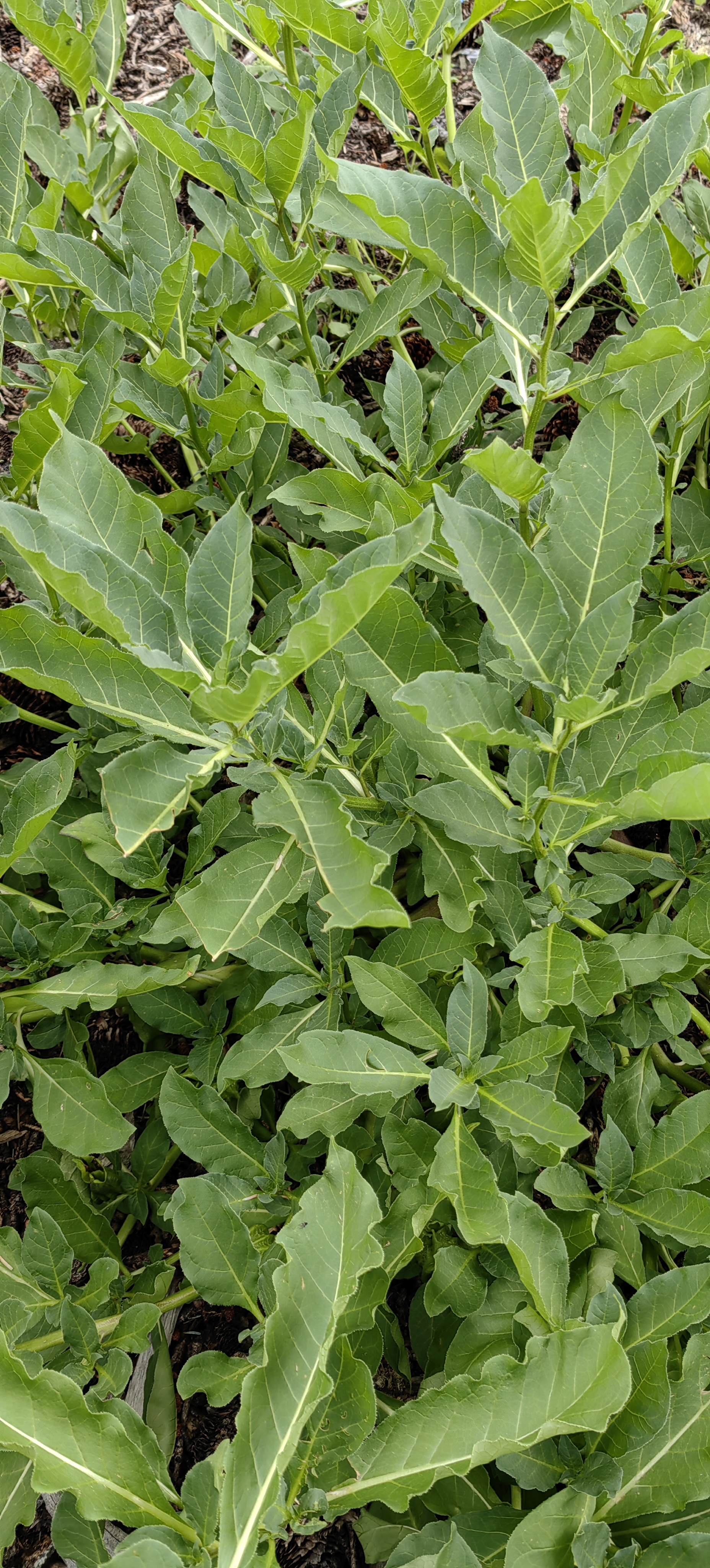山莨菪,又名莨菪,樟柳,唐川那保,唐古特莨菪,茄科山莨菪属,多年生草本