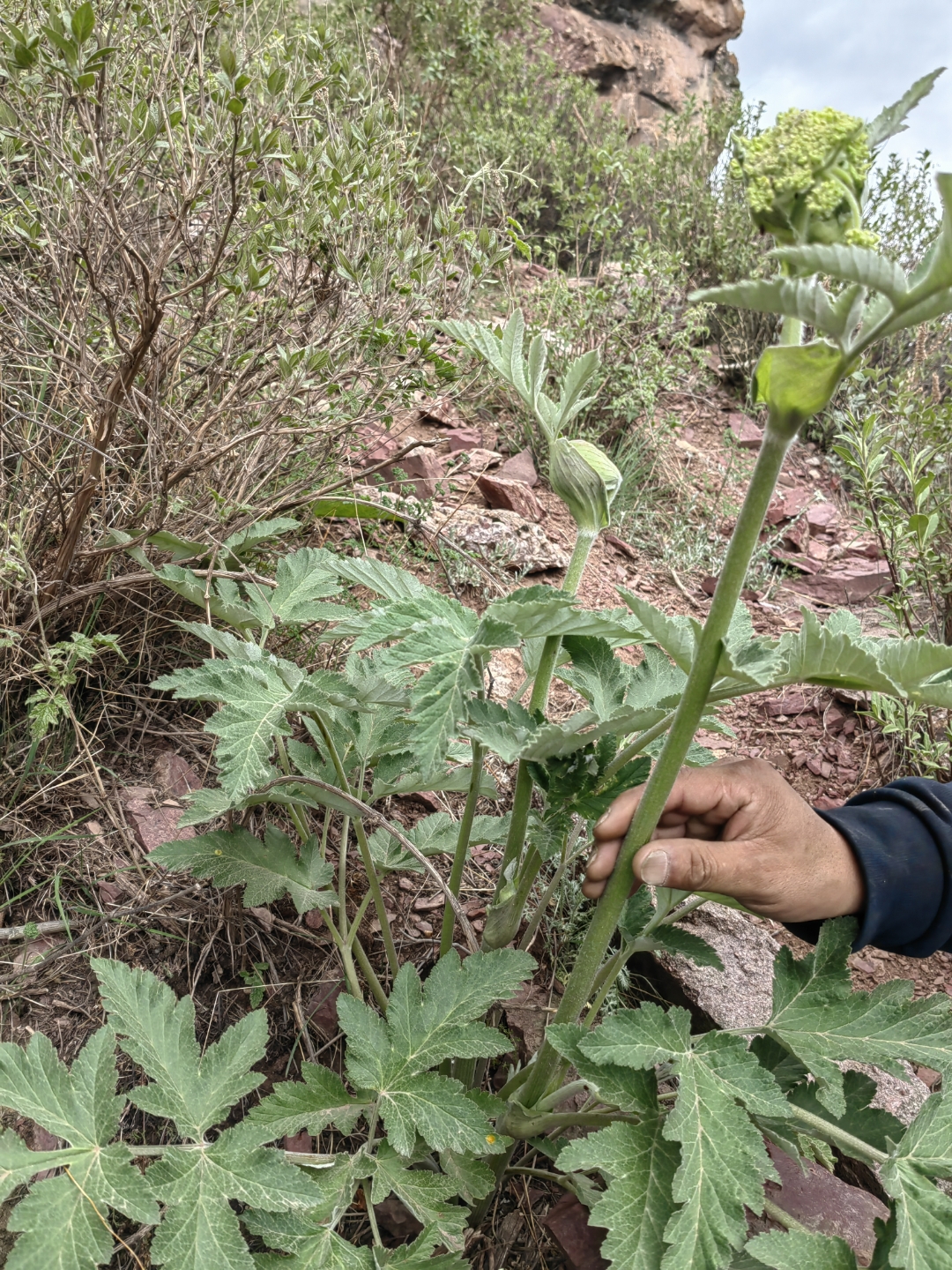 短毛独活的茎直立,上部多分枝;单数羽状复叶,顶生小叶宽卵形或卵形