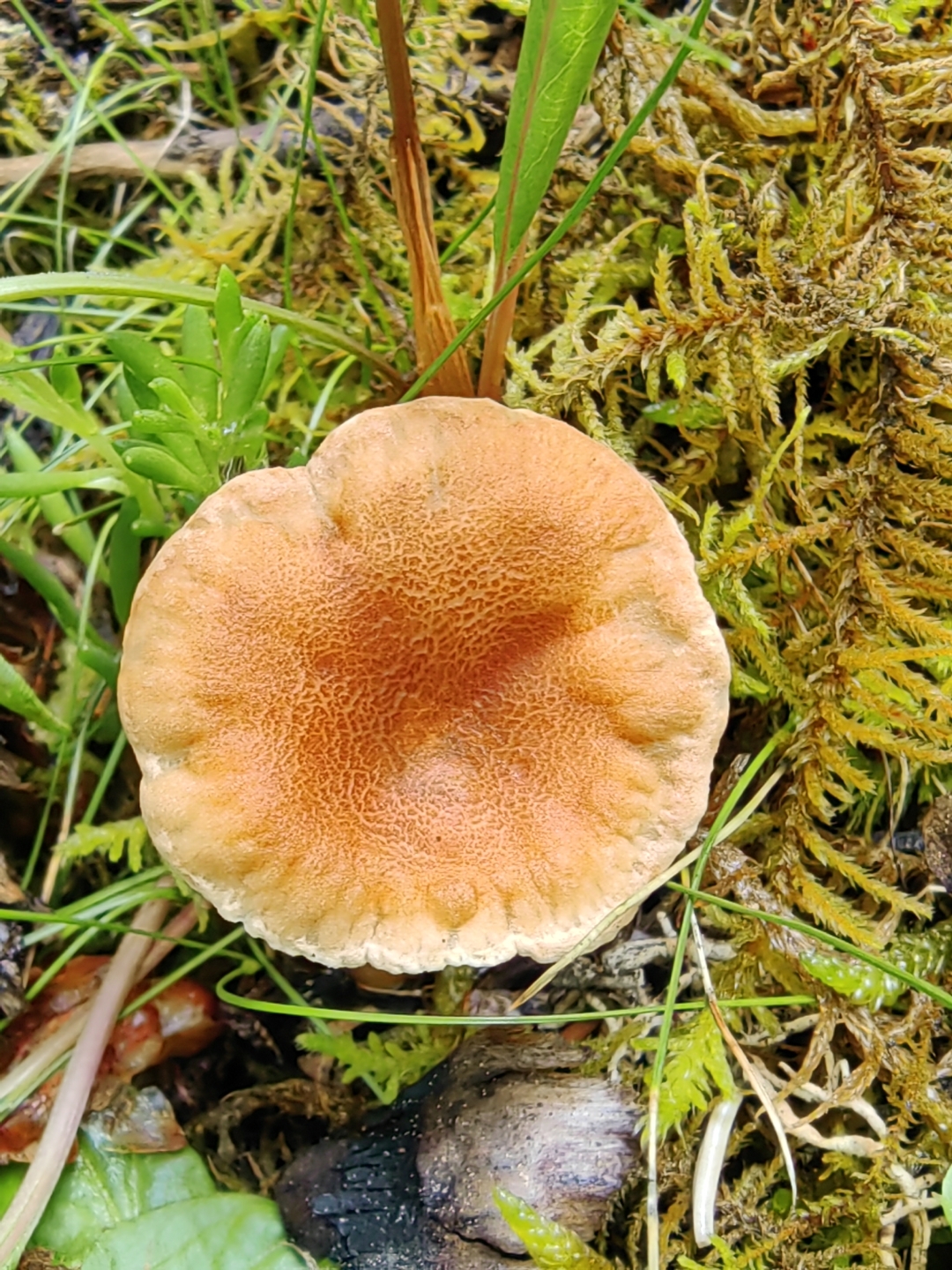 牛肝菌是牛肝菌科和松塔牛肝菌科等真菌的统称,是野生而可以食用的菇