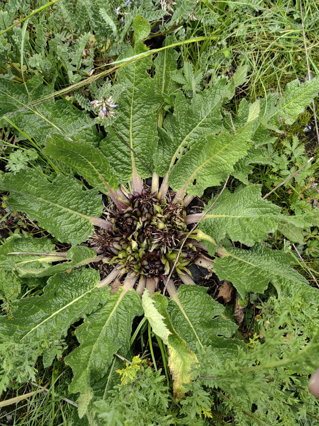 c. shih)是菊目菊科植物;又叫木香,铁杆木香,槽子木香