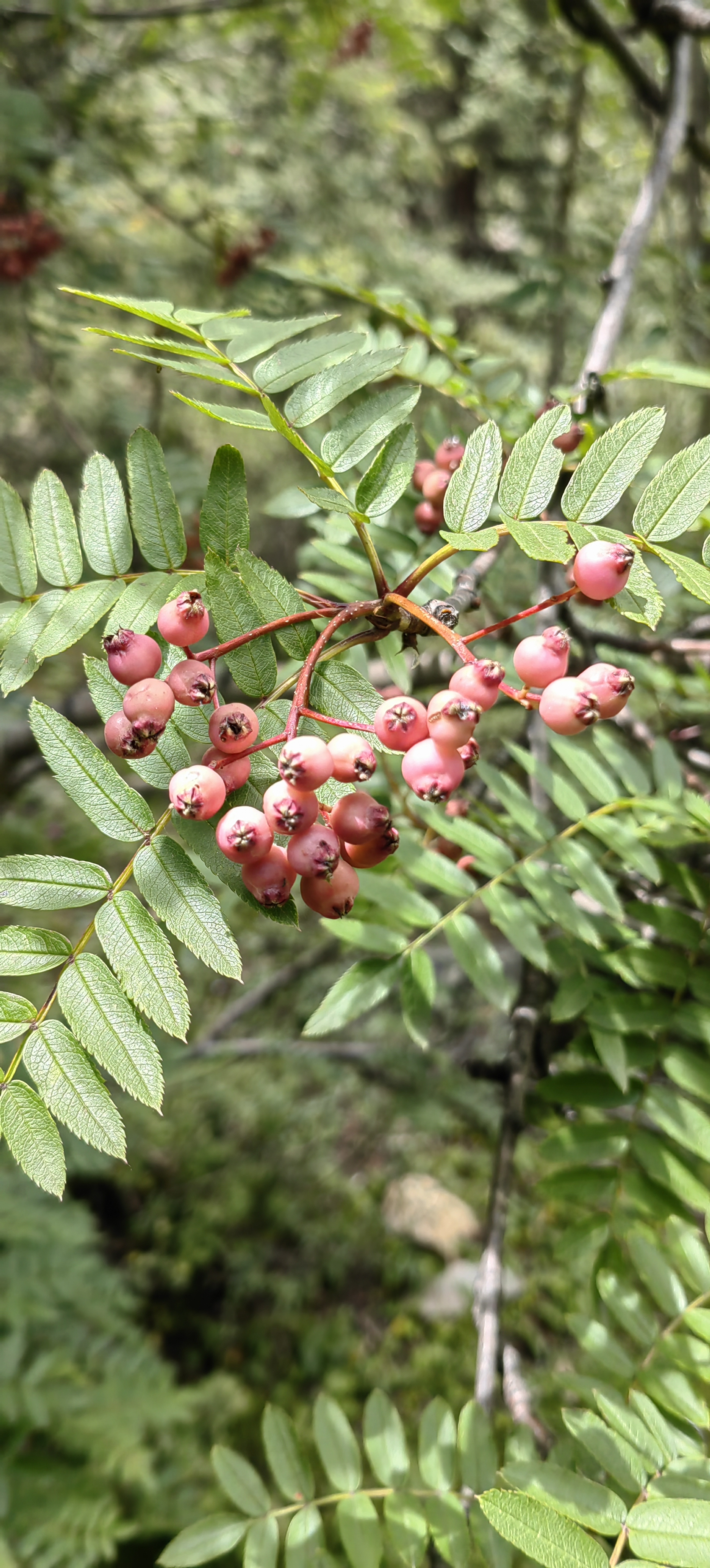 西南花楸,花楸,蔷薇科,花楸属.灌木或小乔木,高3-8米.