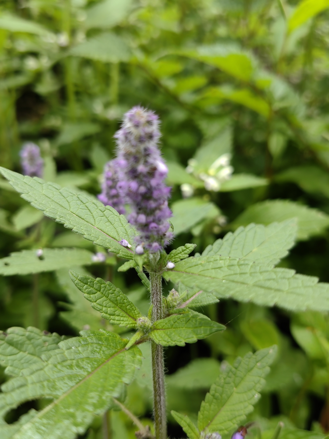 kuntze)是唇形科藿香属多年生草本植物