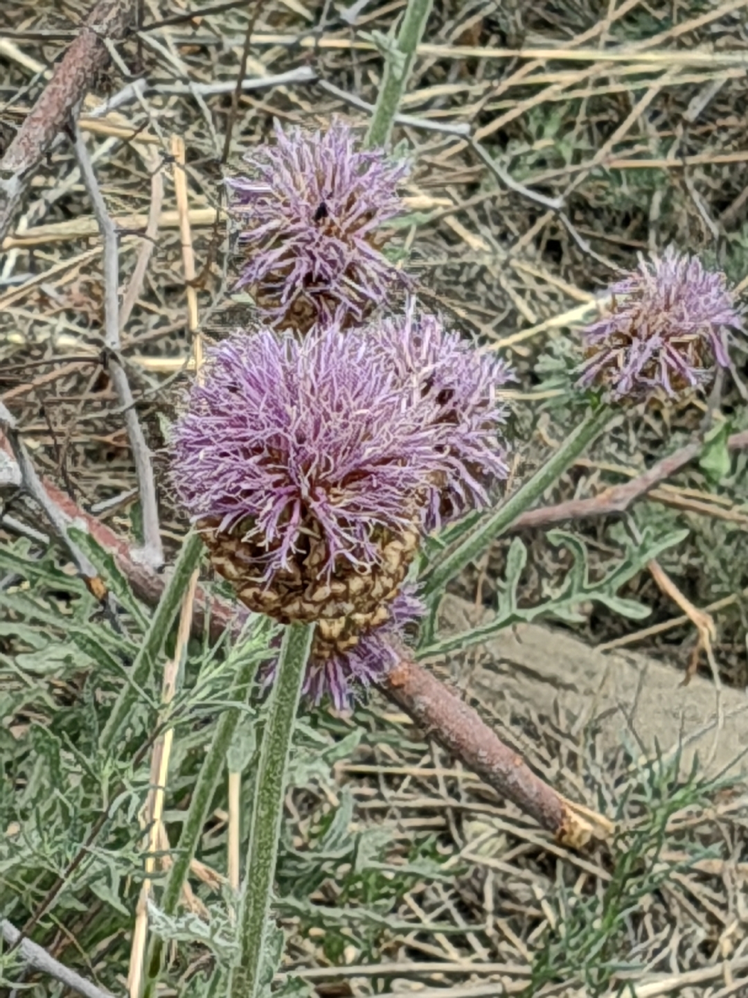 漏芦(rhaponticum uniflorum