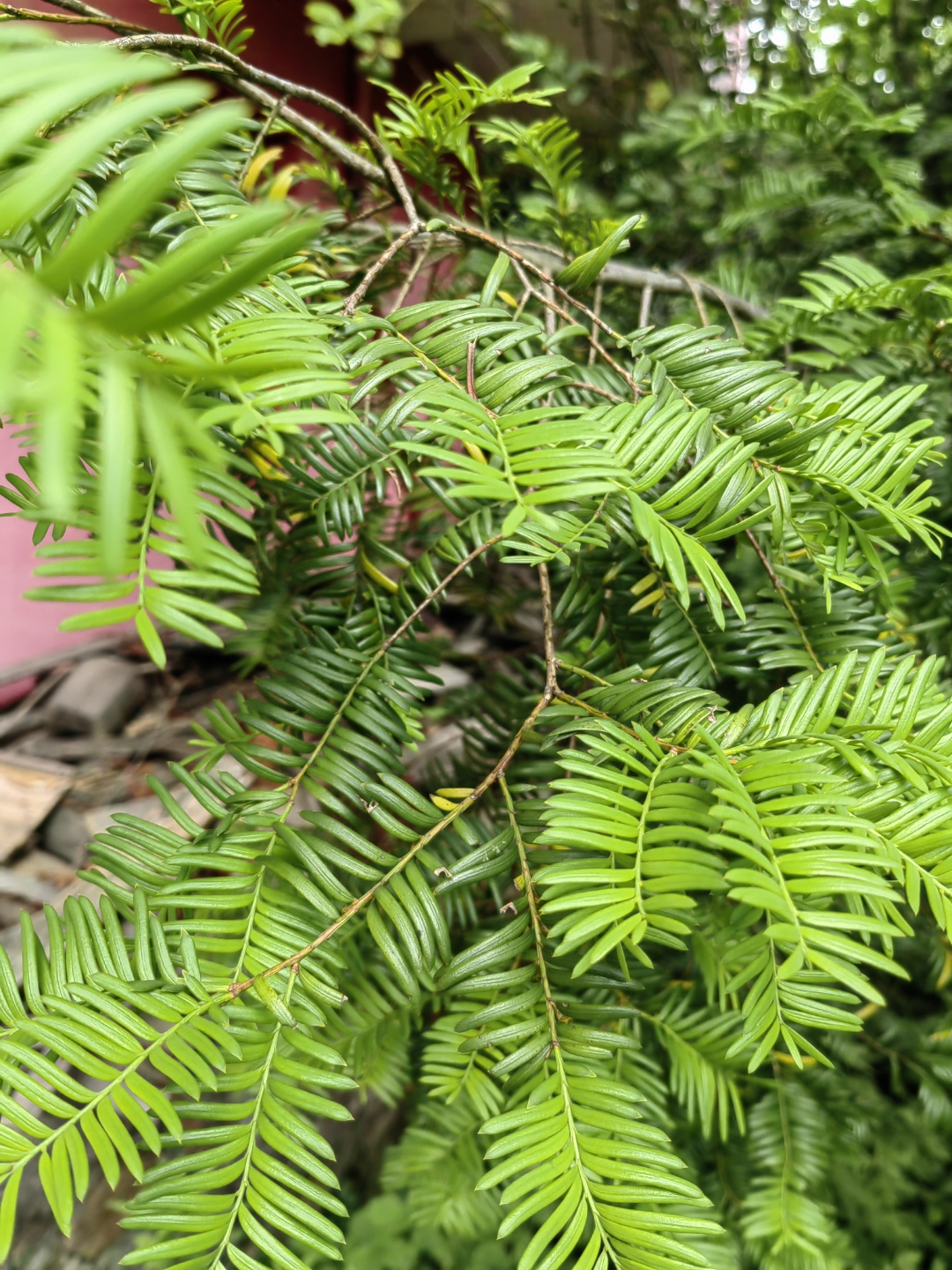 florin)红豆杉科红豆杉属常绿乔木或灌木,植挚缮