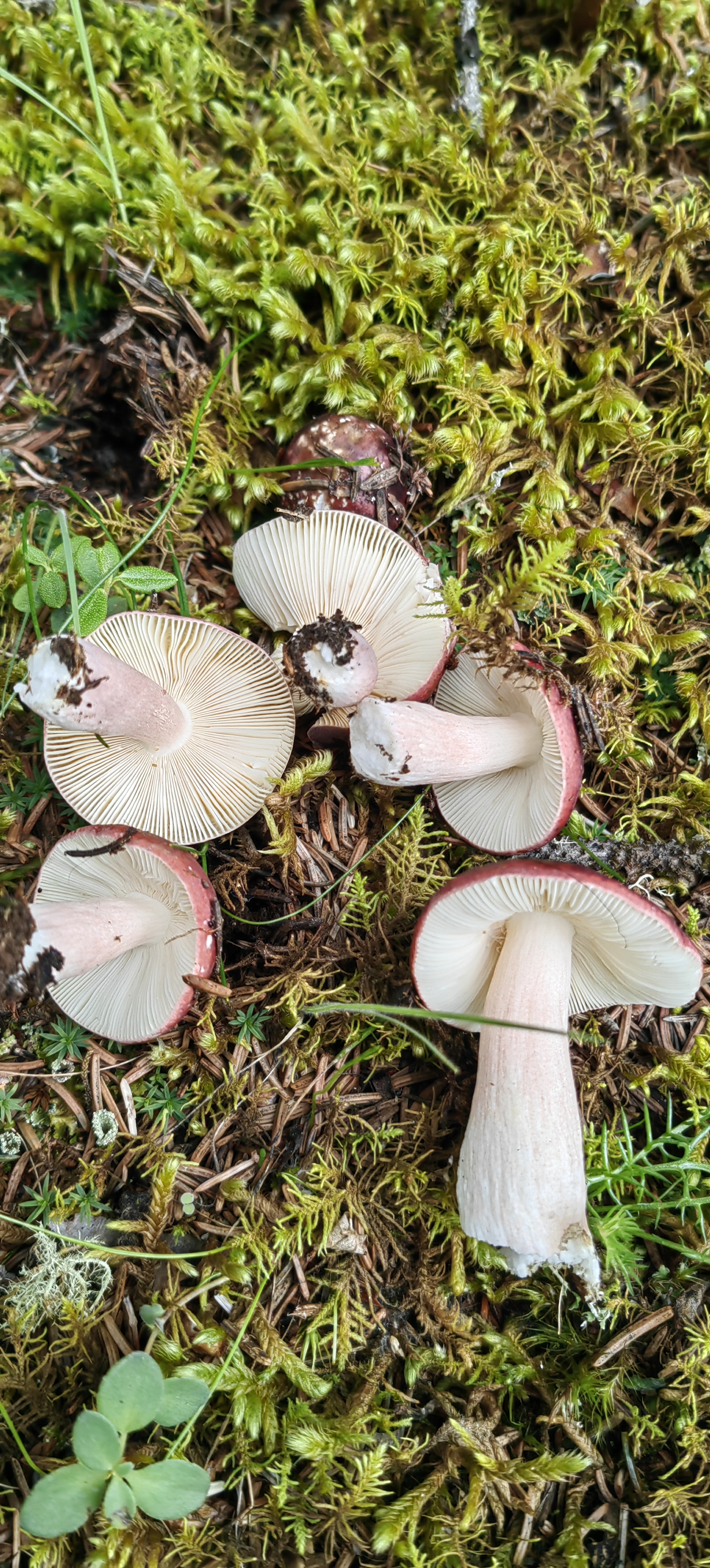 食用真菌图片