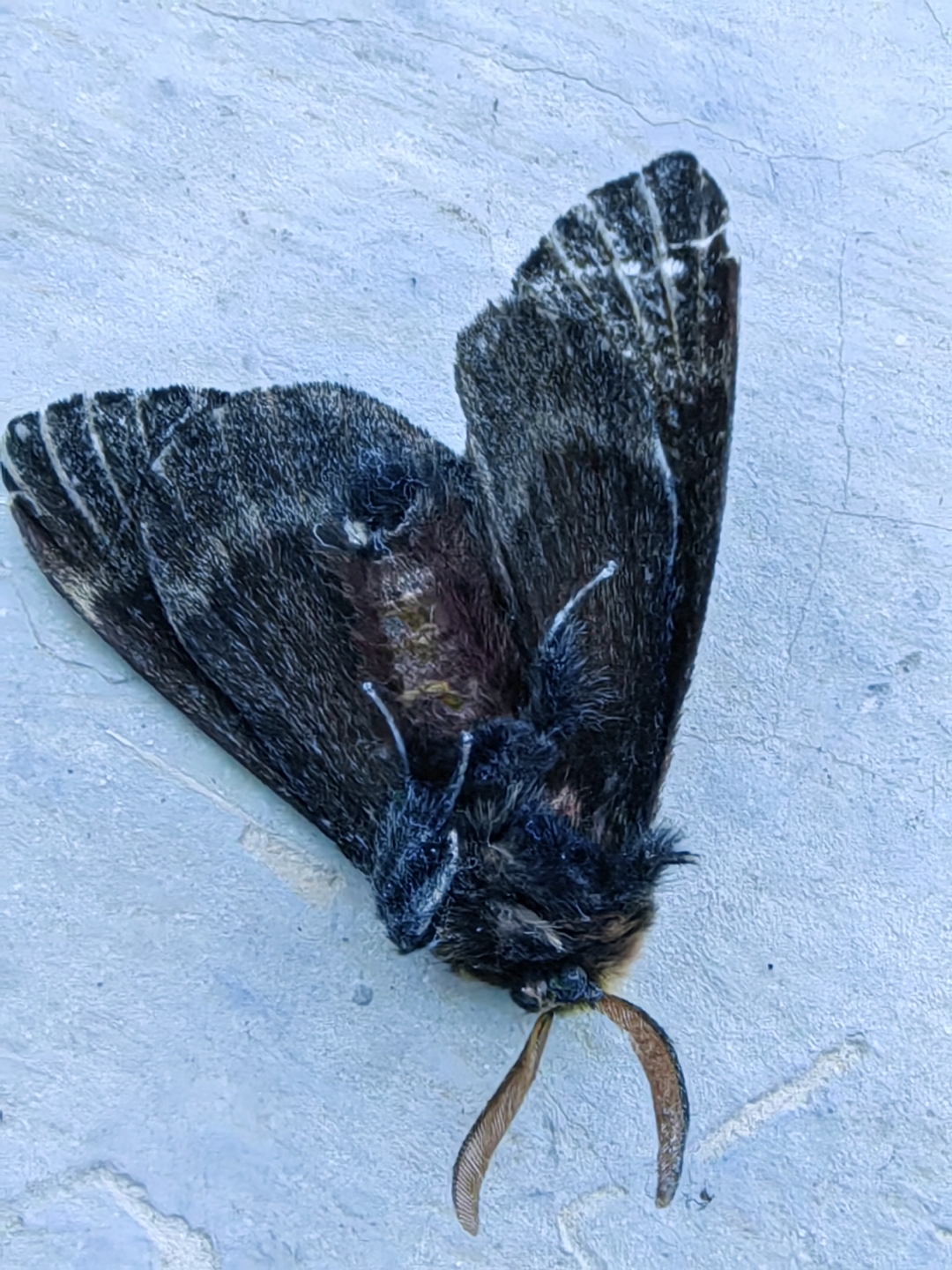 红点洱尺蛾,属于动物界,鳞翅目尺蛾科