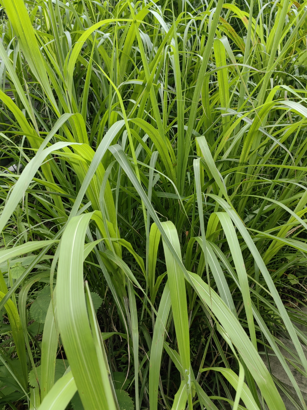 拉丁学名·miscanthus禾本目禾本科植物芒草,是禾木