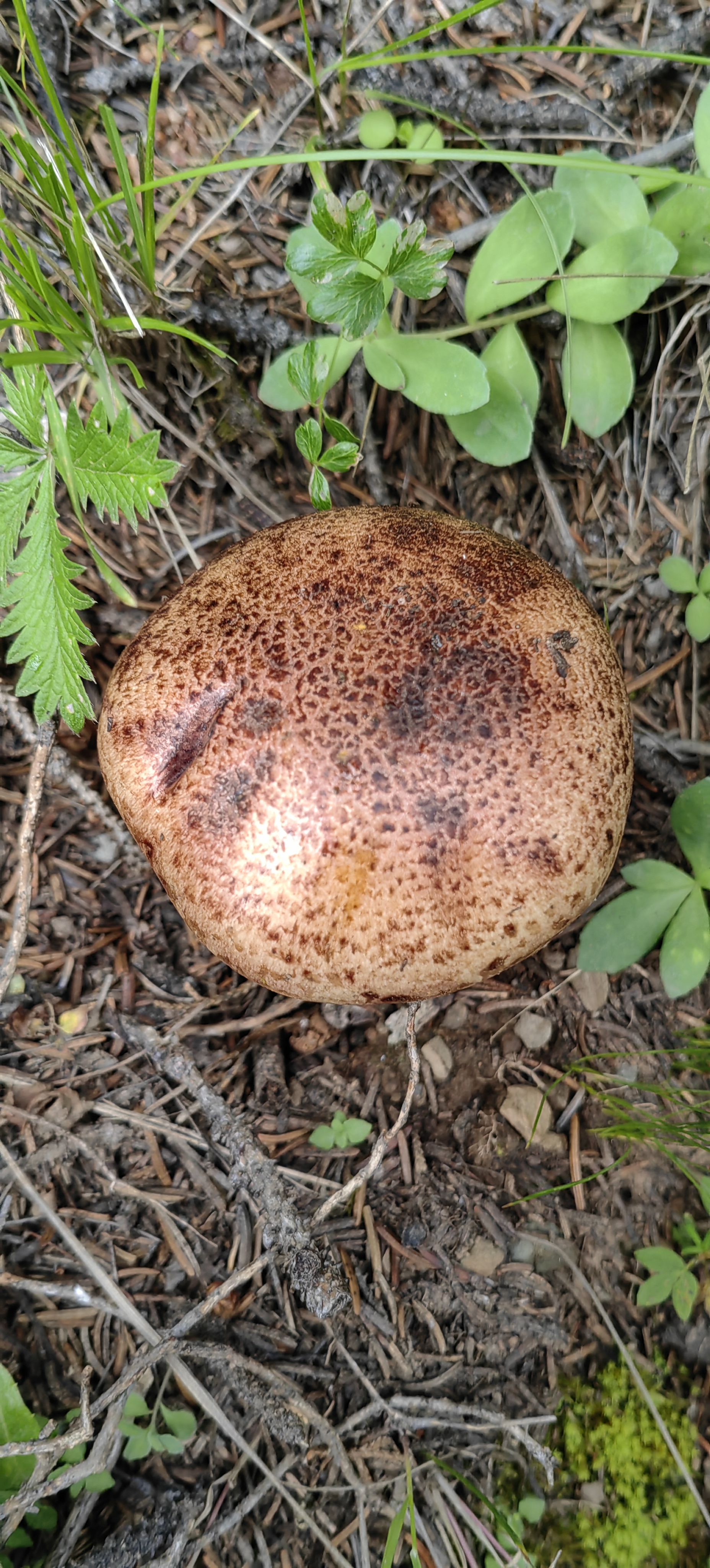 虎皮小牛肝菌属于伞菌目,牛肝菌科,小牛肝菌属,因地域不同又叫虎皮假