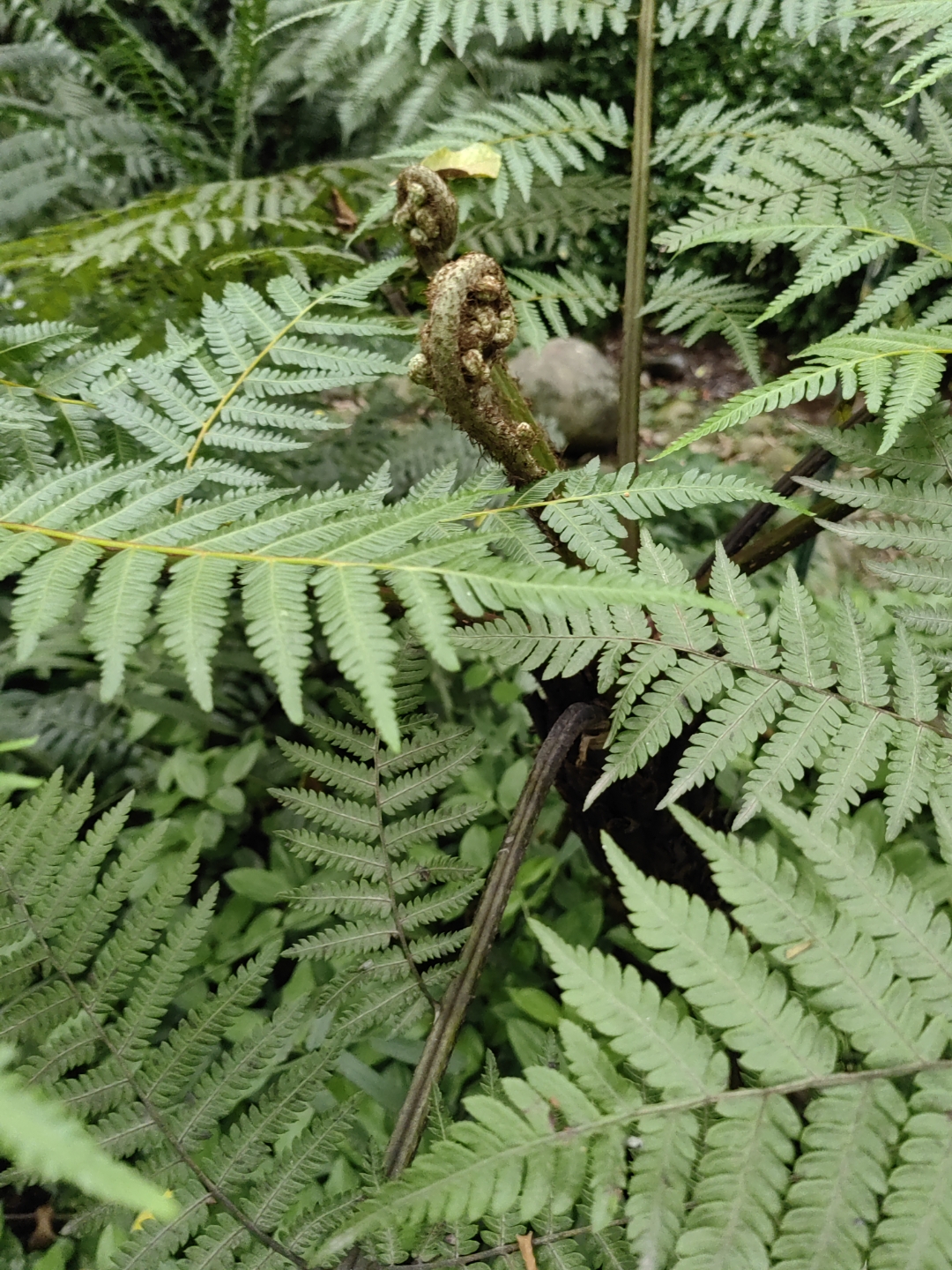 是金毛狗科,金毛狗属树形蕨类植物,根状茎卧生,粗大,顶端生一大叶,柄
