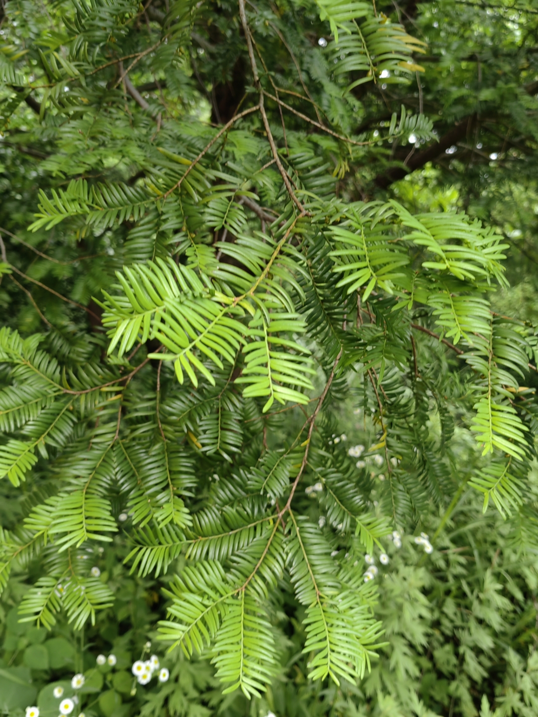 florin)红豆杉科红豆杉属常绿乔木或灌木,植挚缮