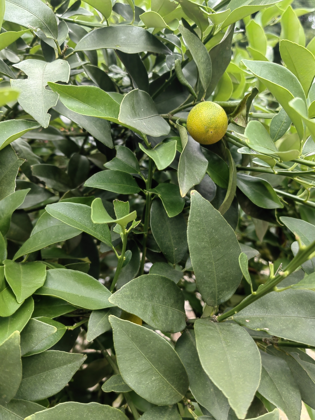 芸香科柑橘属灌木