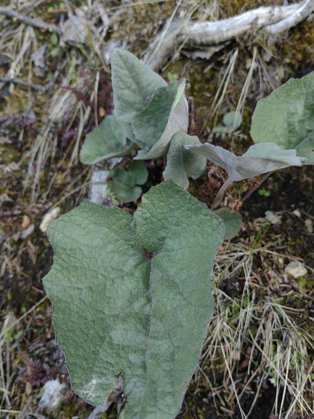 山牛蒡(synurus deltoides (aiton) nakai)是菊科,山牛蒡属多年生草本
