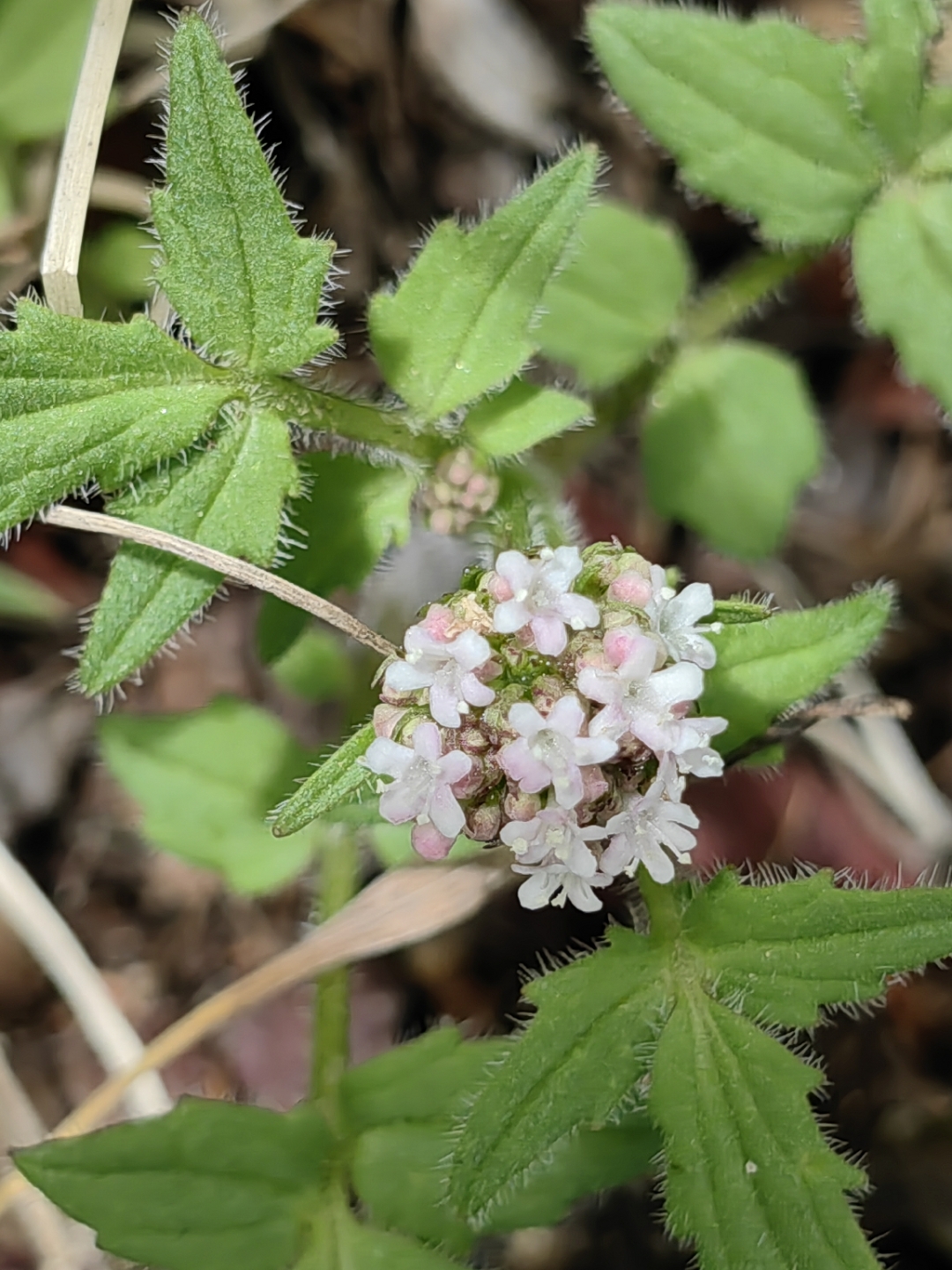蜘蛛香(valeriana jatamansi jones)是忍冬科,缬草属植物