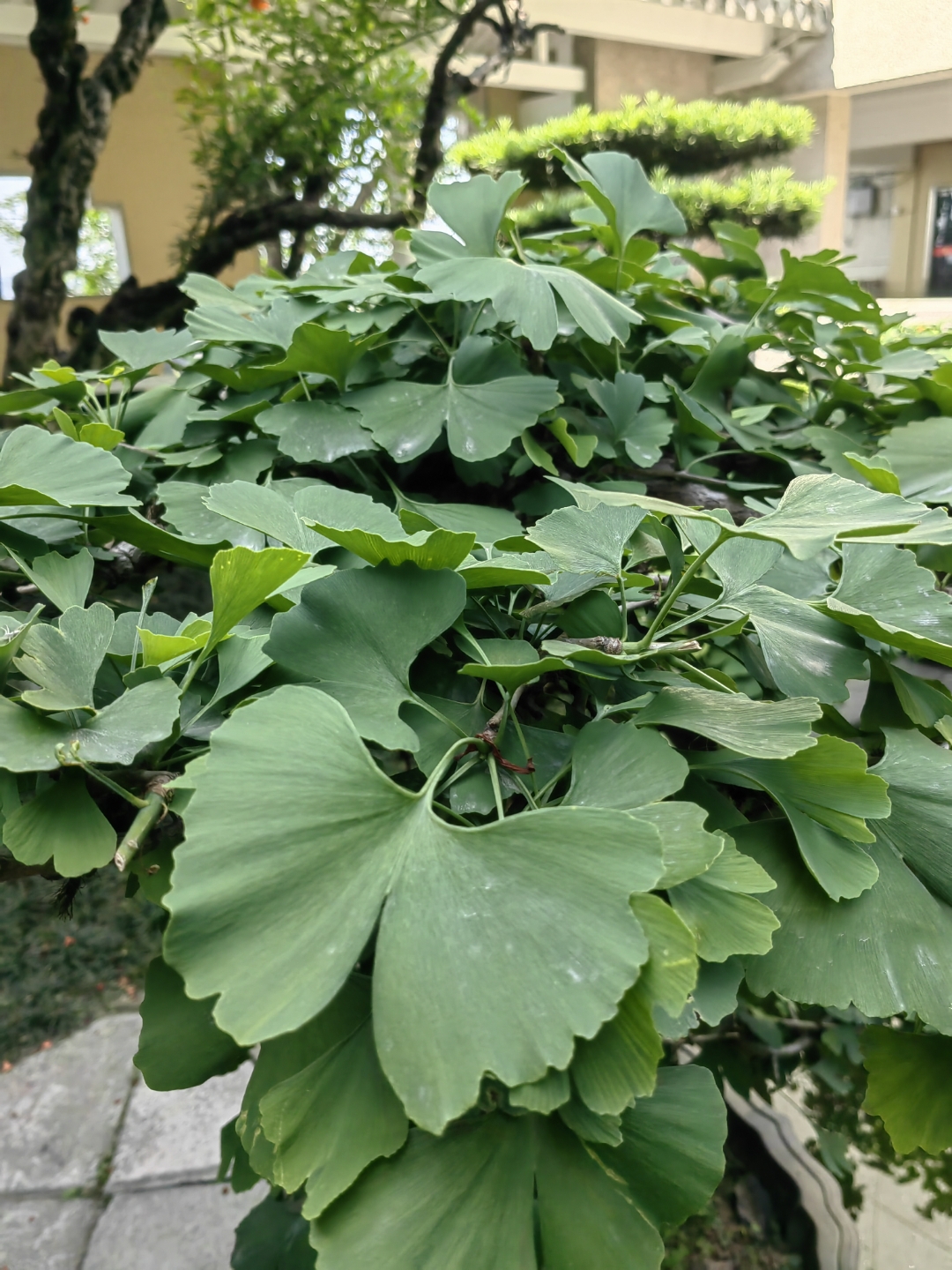 ,又叫白果,公孙树,裸子植物银杏纲唯一树种