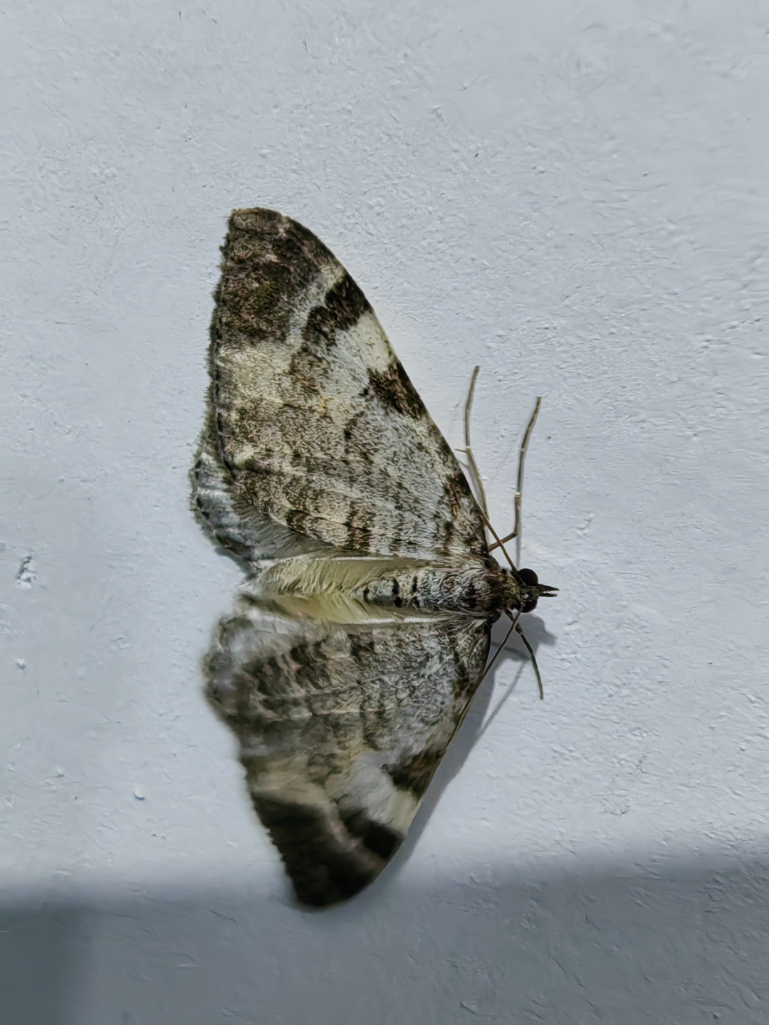 是尺蛾科昆虫的统称,又叫尺蠖蛾