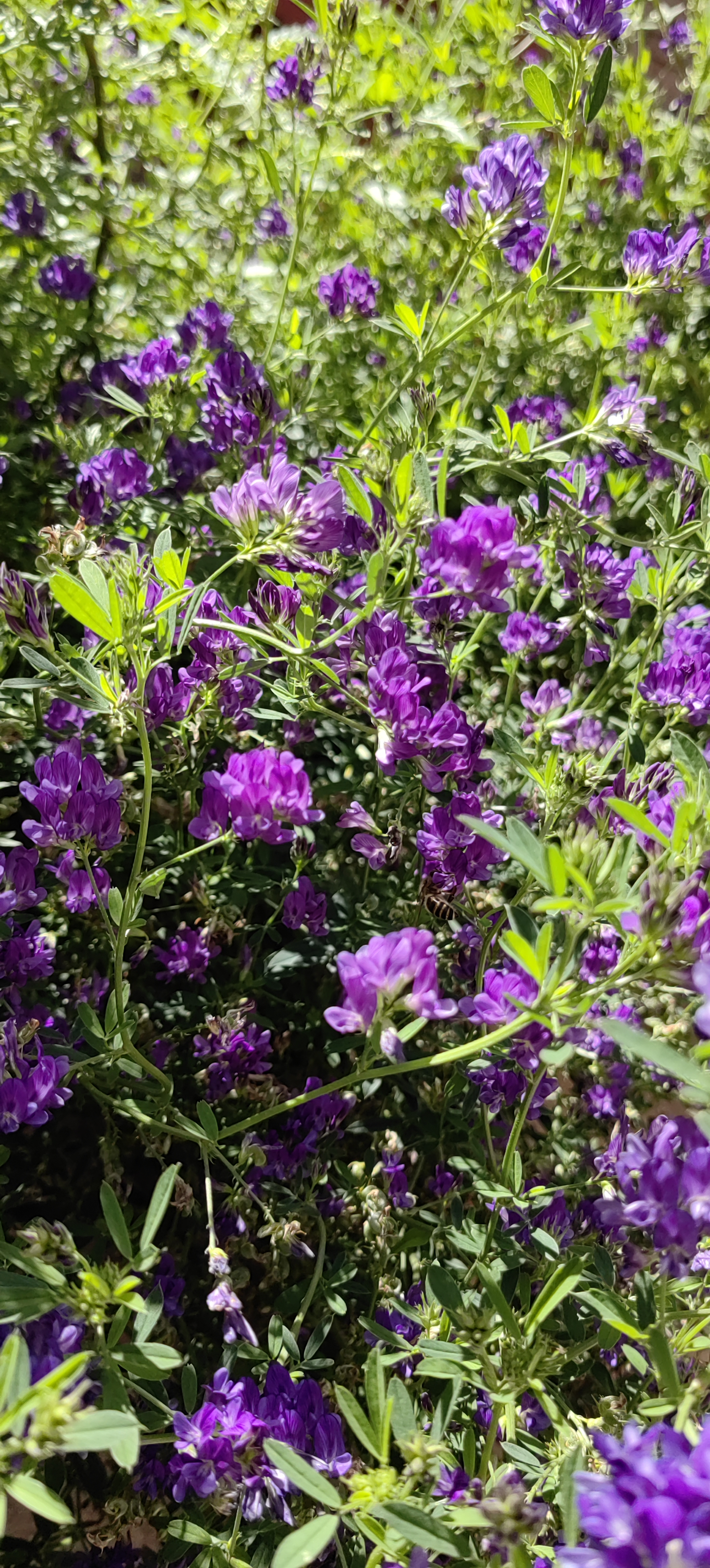 苜蓿花真实图片