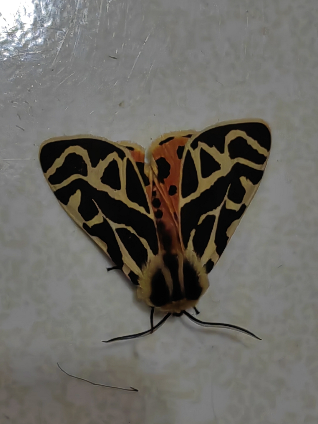 中国已知葡萄修虎蛾和艳修虎蛾为害葡萄.分布于热带和亚热带地区