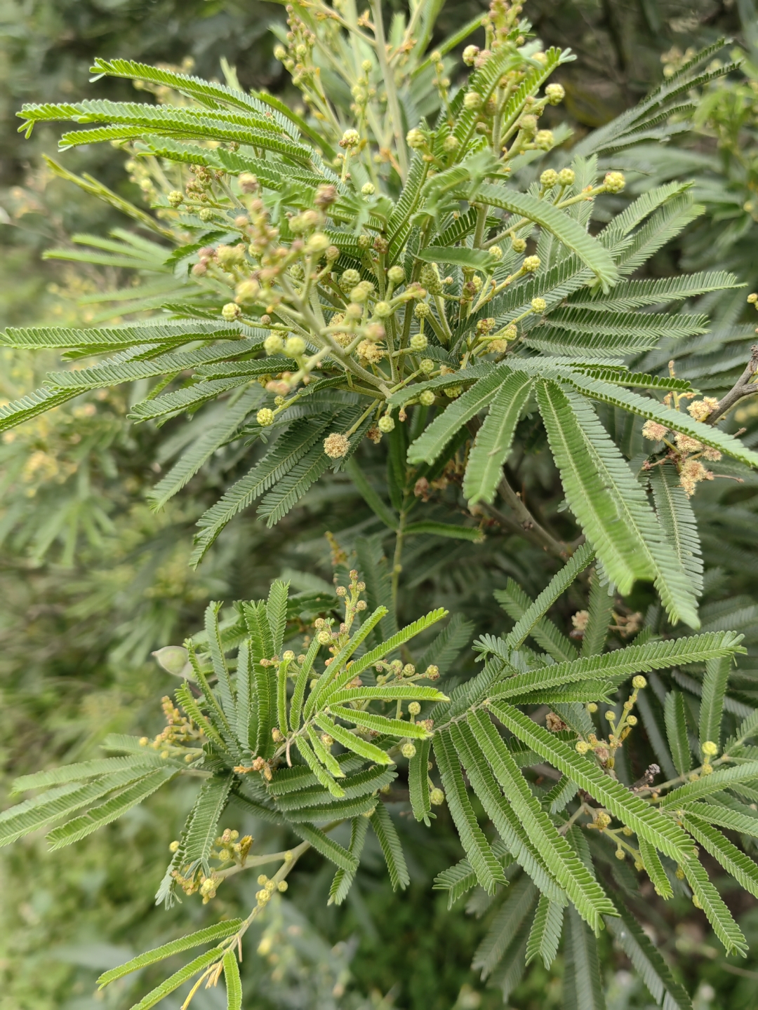 银合欢幼枝被短柔毛,老枝无毛,具褐色皮孔,无刺;托叶三角形;叶轴被柔