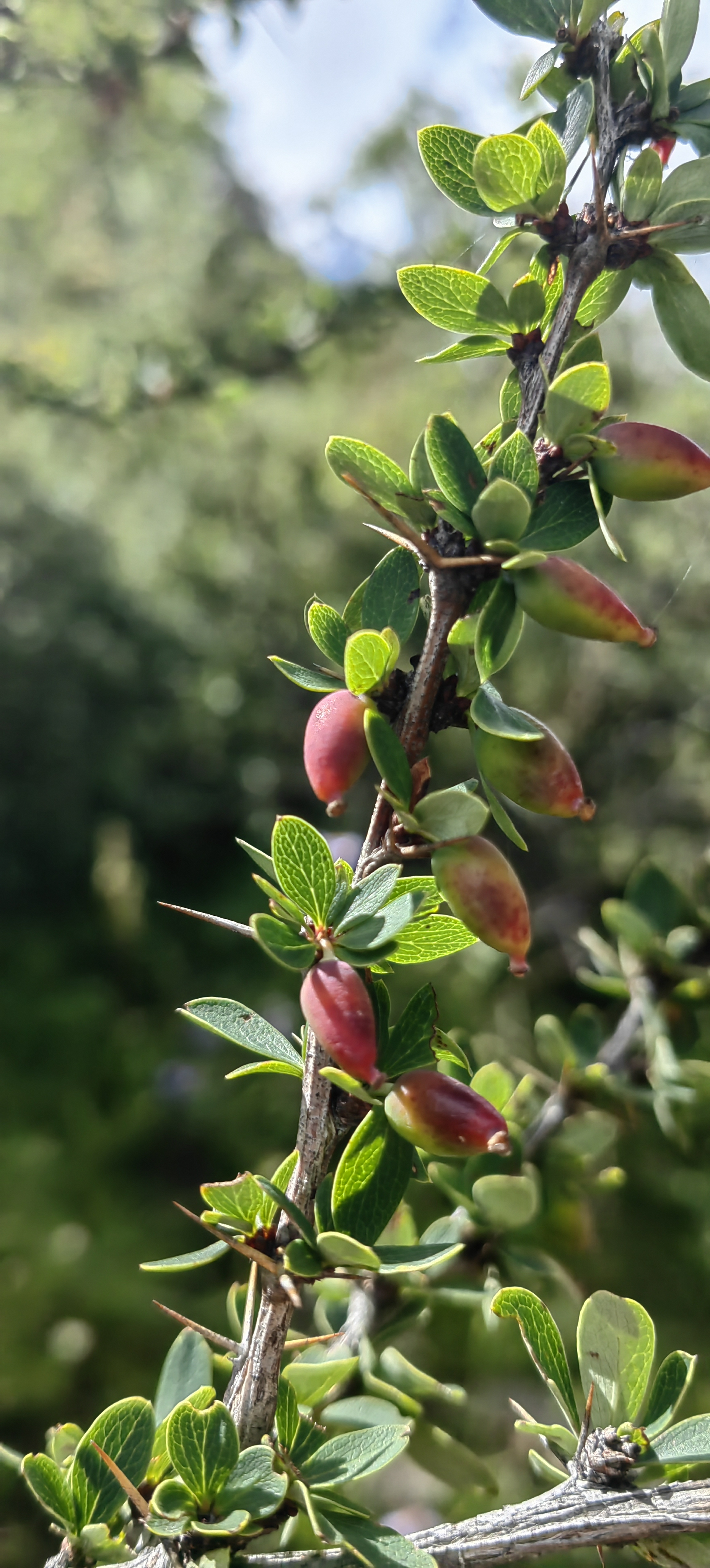 紫叶小檗,又名紫叶女贞,红叶小檗,檗科小檗属落叶灌木植物